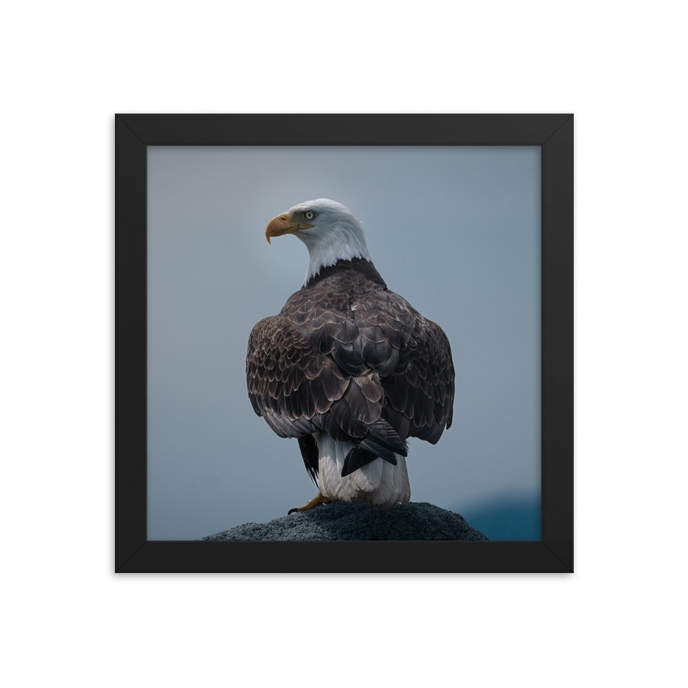 enhanced-matte-paper-framed-poster-(in)-black-10x10-transparent-677c7cf1c3b86.jpg