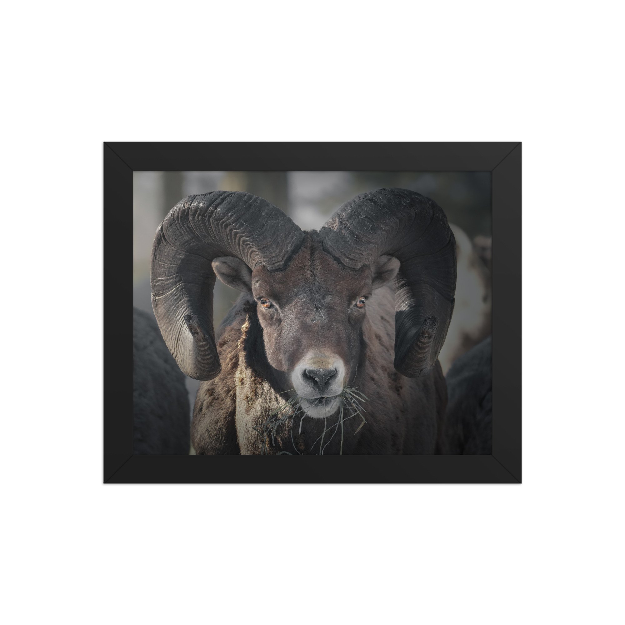 enhanced-matte-paper-framed-poster-(in)-black-8x10-front-67b94a63b762a.jpg