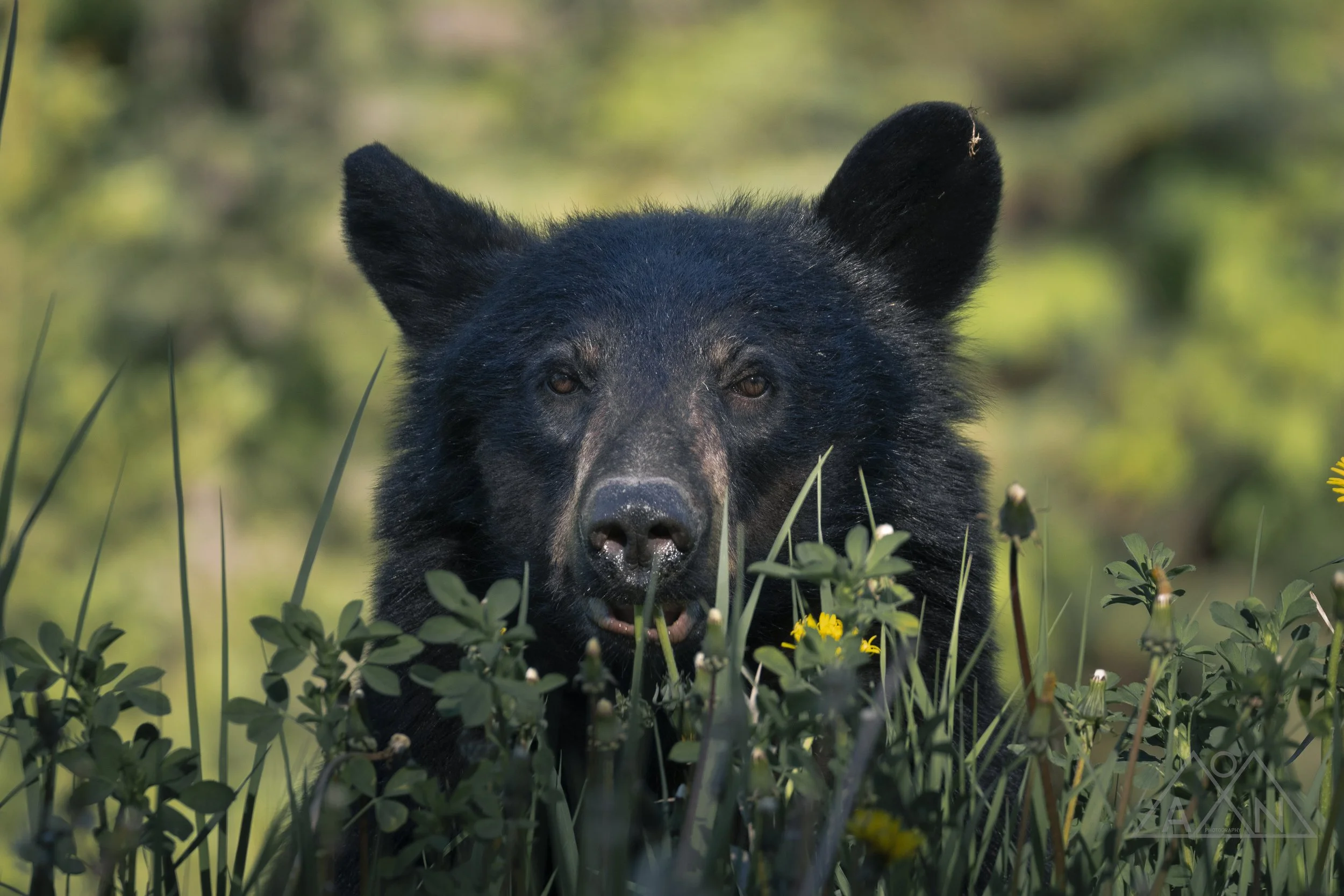 Black bear grass.jpg
