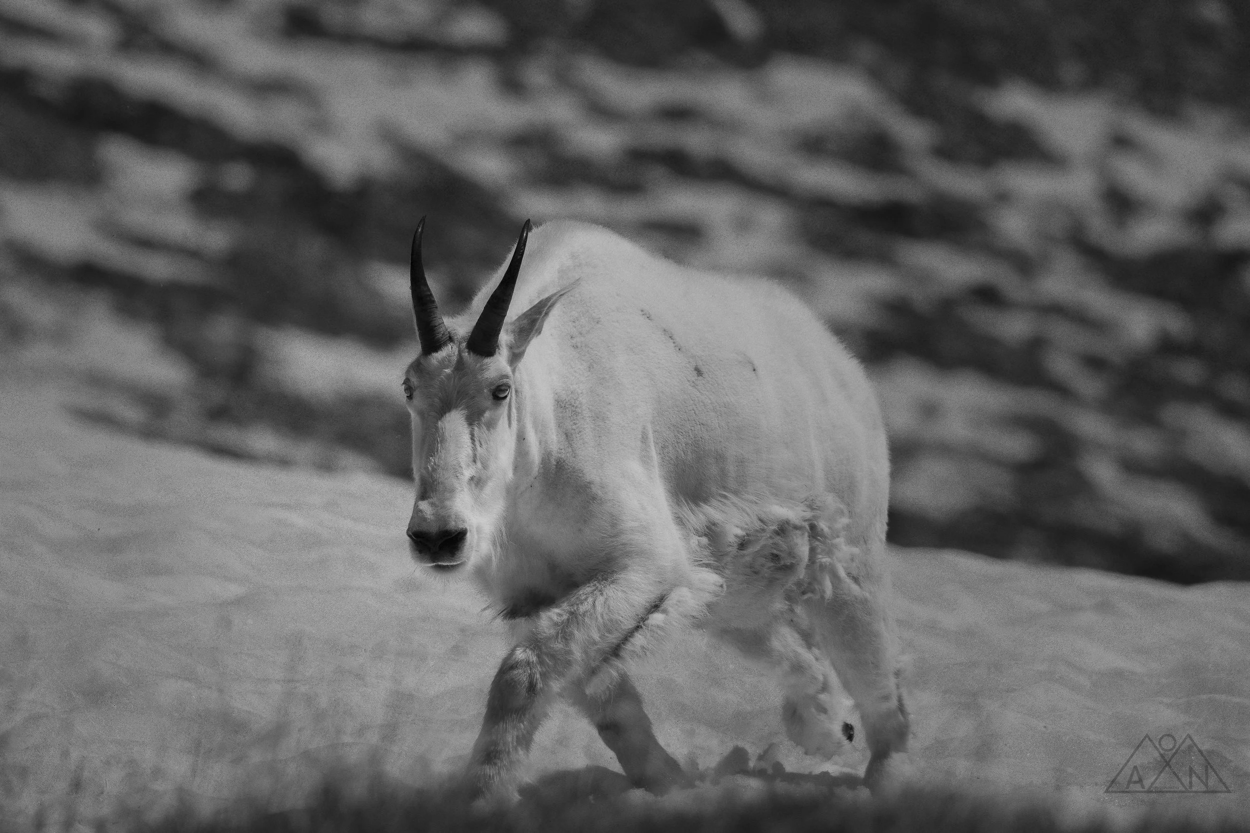Mountain goat black and white.jpg