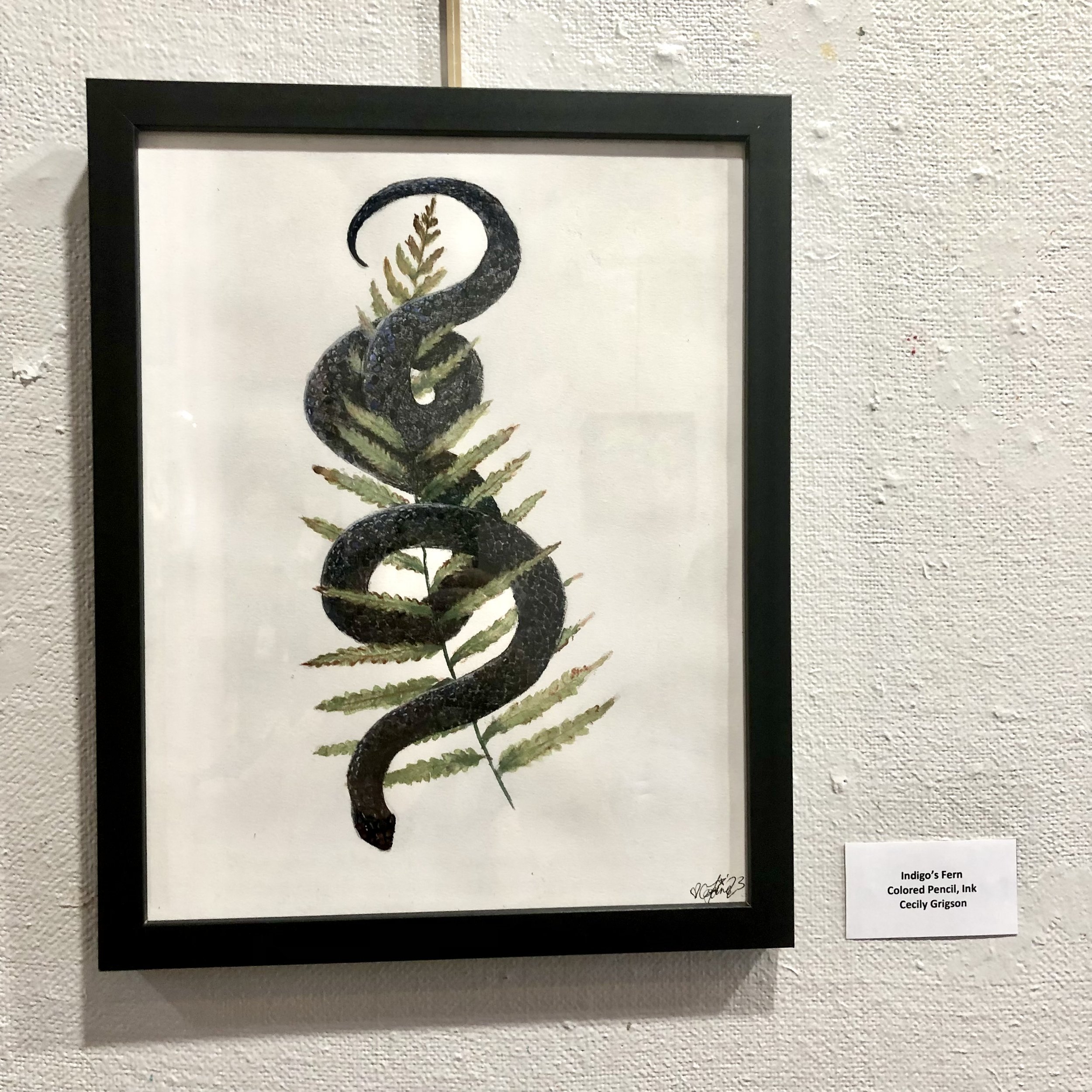 Artwork of a black snake coiled around a green fern, framed and hanging on a textured wall. Labeled "Indigo's Fern," created with colored pencil and ink by Cecily Grignon.