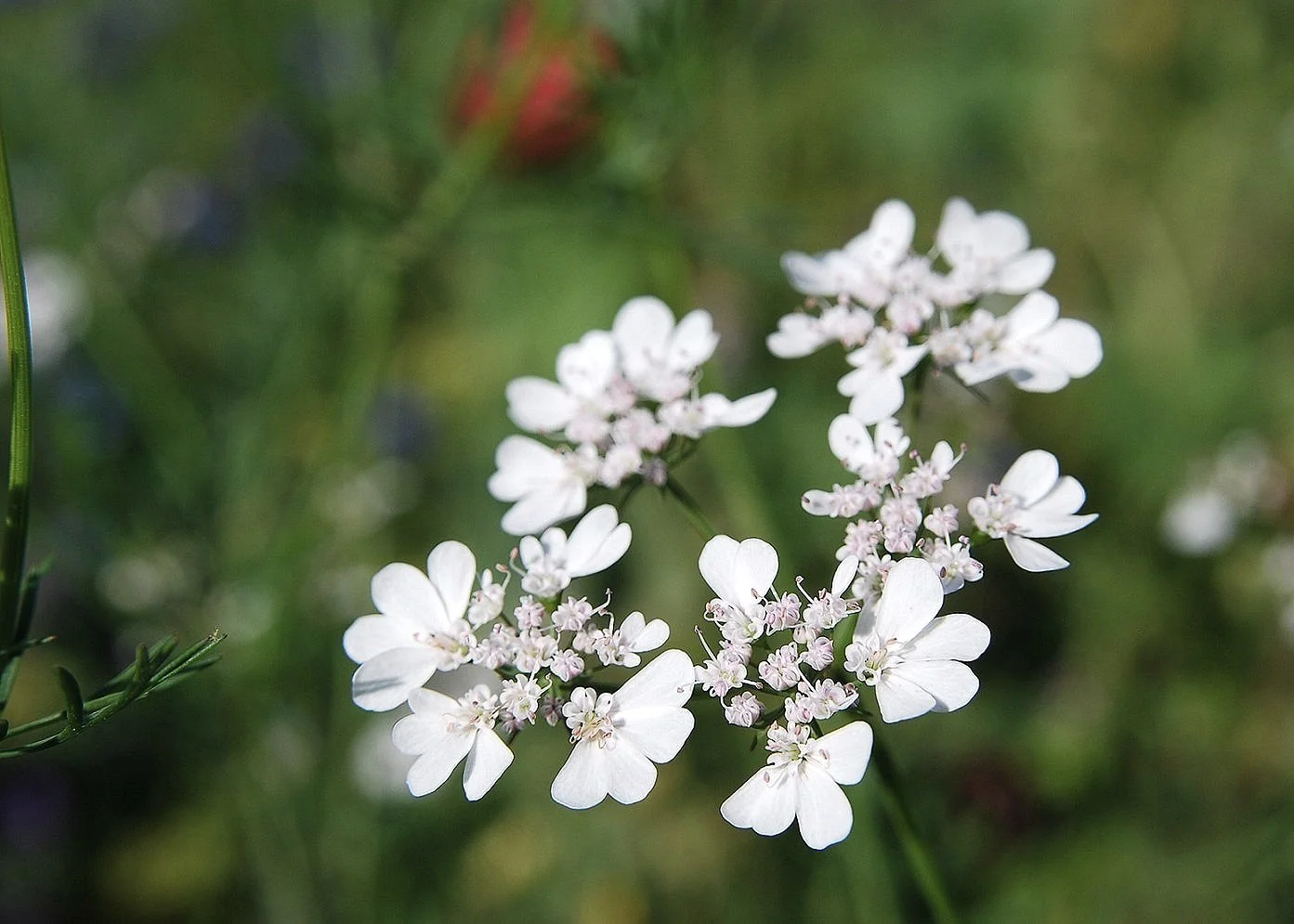 Coriander grow guide — The Garden Deli