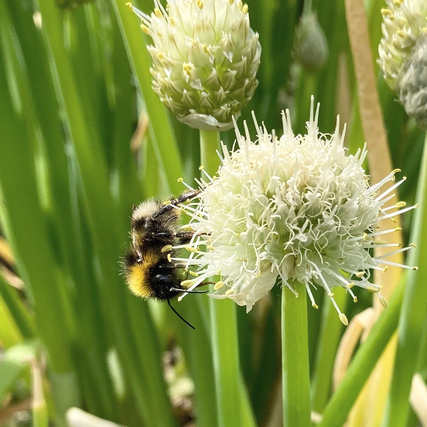 Welsh onion grow guide — The Garden Deli