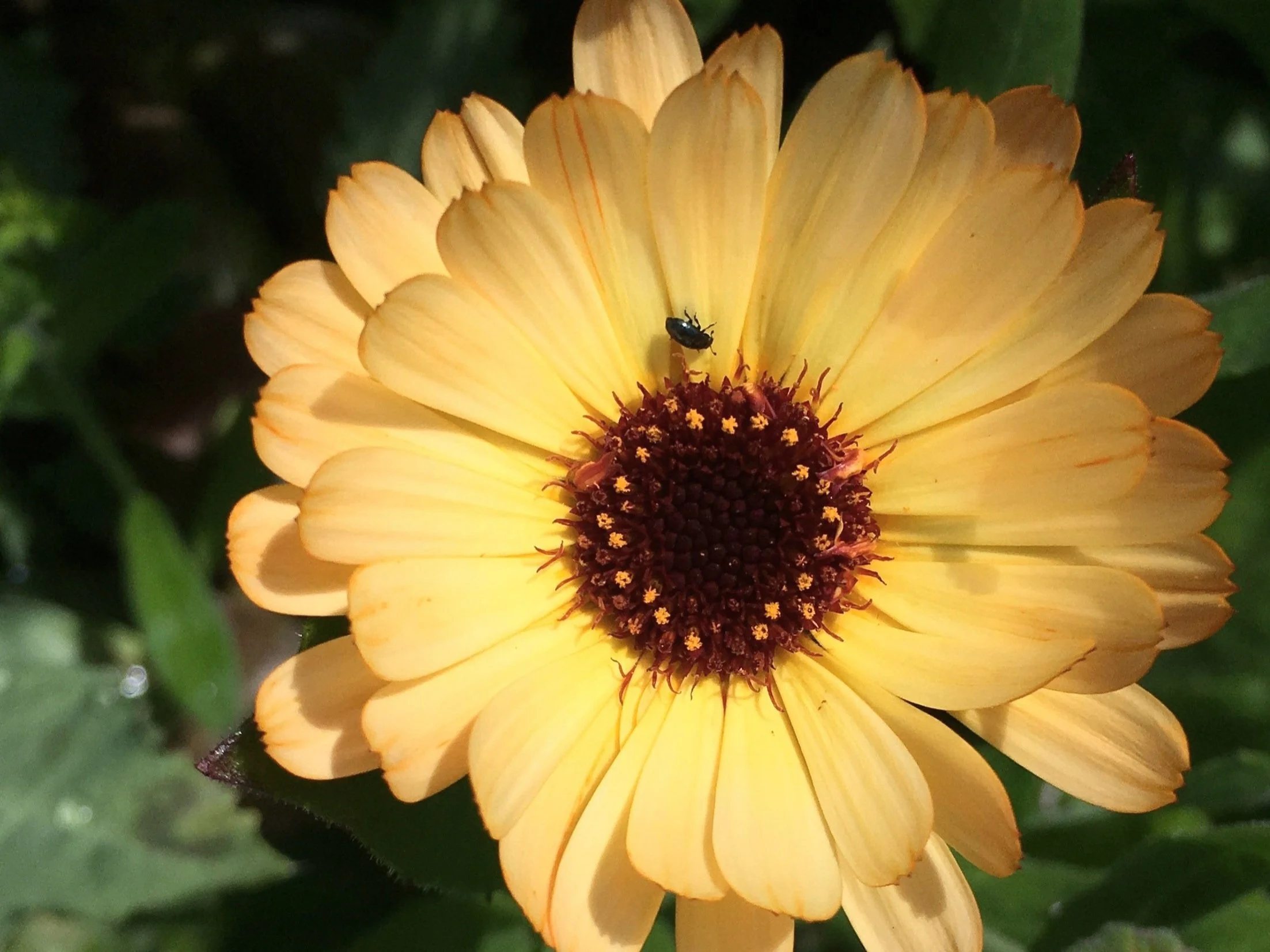 Pollinator Collection — The Garden Deli