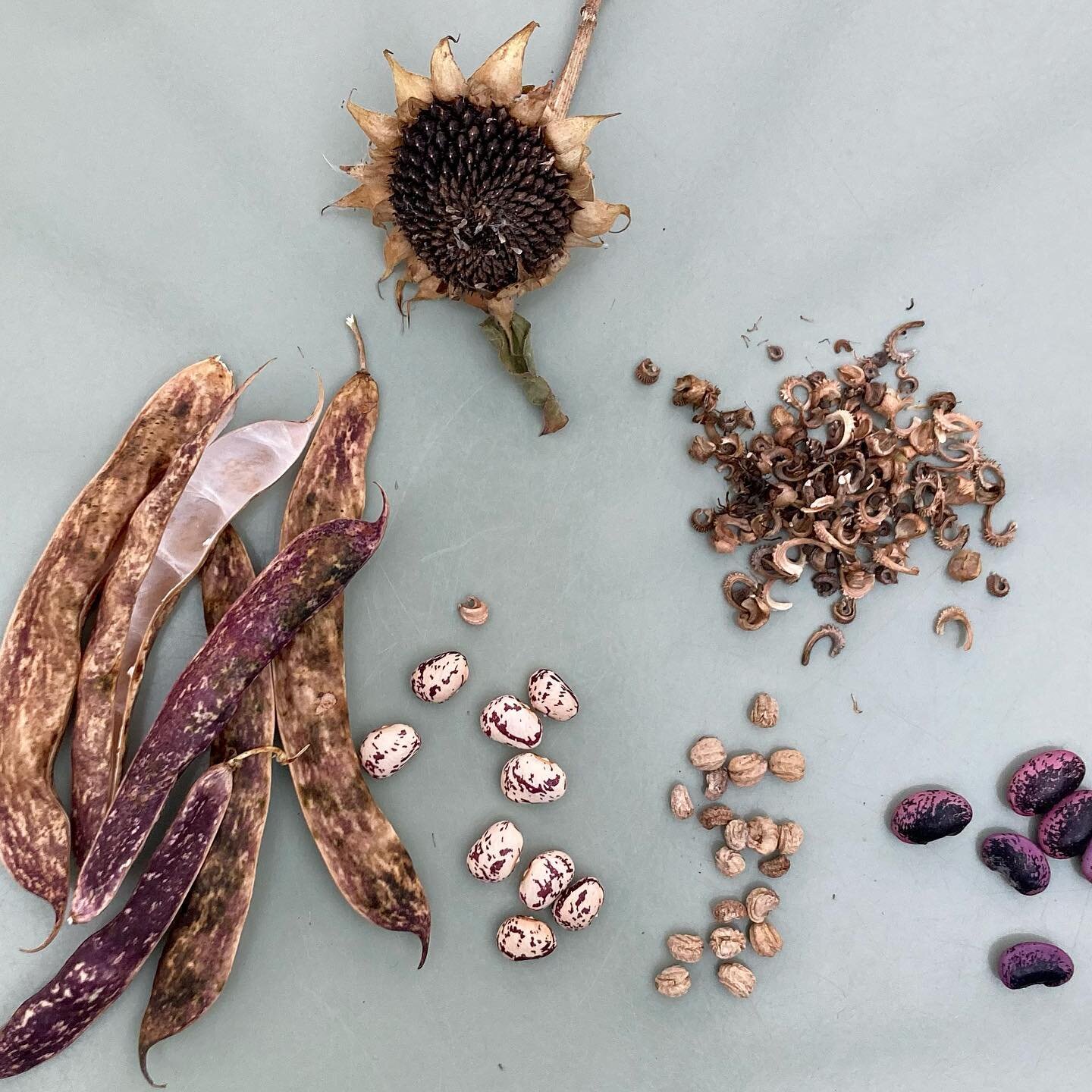 Despite the crazily warm weather, the garden knows it&rsquo;s time to gather seeds for next year. 

Saving seed takes growing your own food to another level. You can select the best tasting, best yielding plants to collect seed from and hope those tr