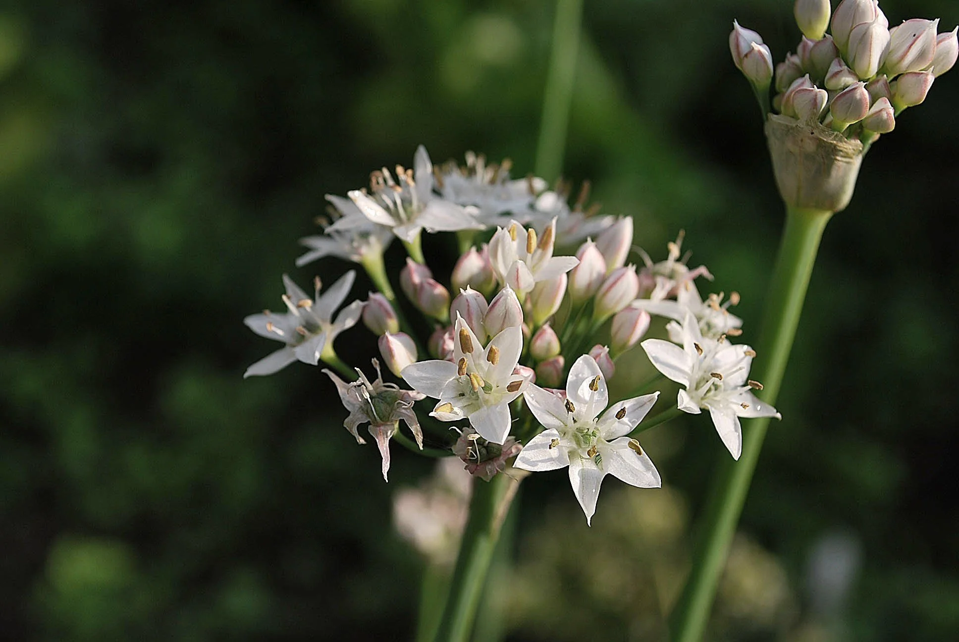 Garlic chives grow guide — The Garden Deli