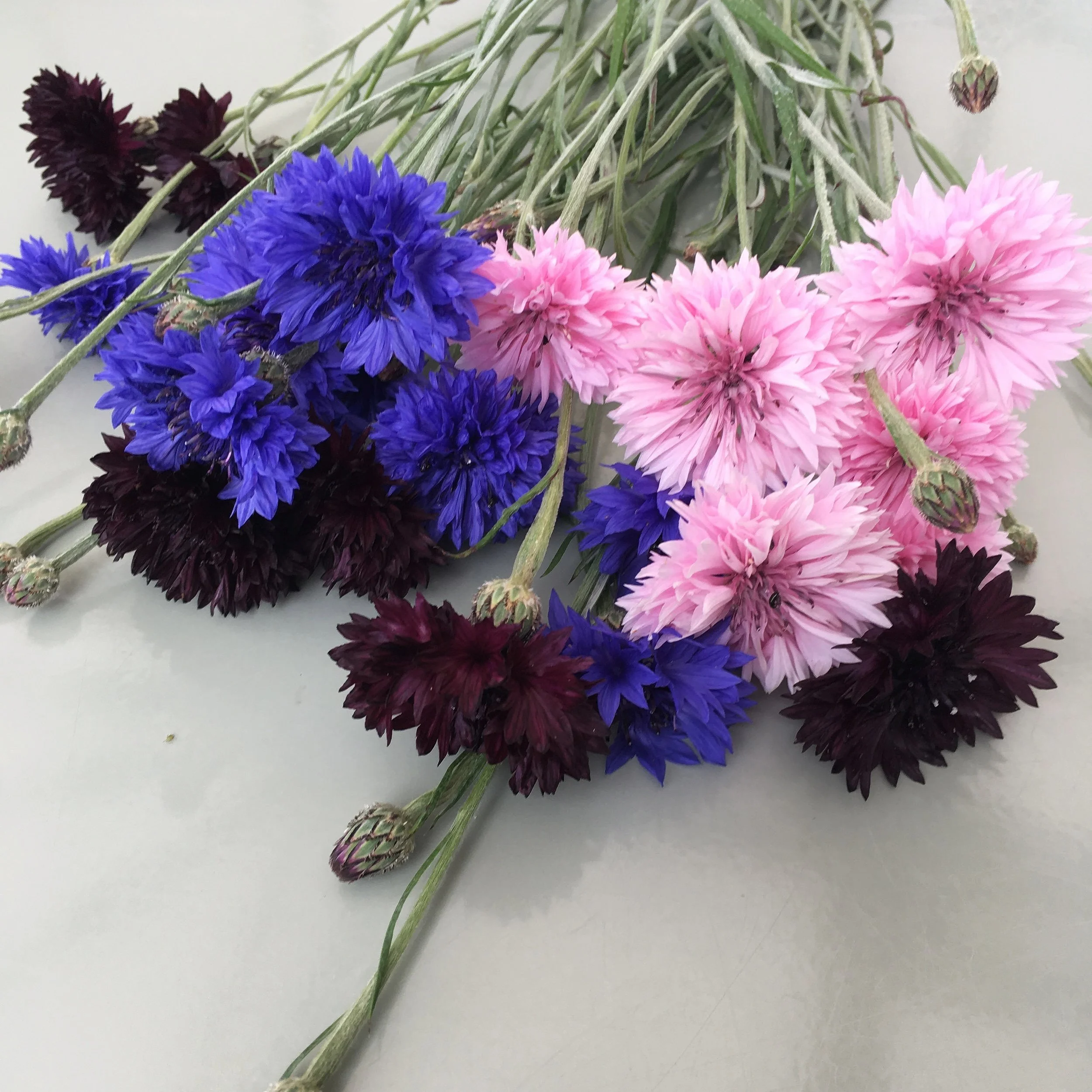 Cornflower grow guide — The Garden Deli