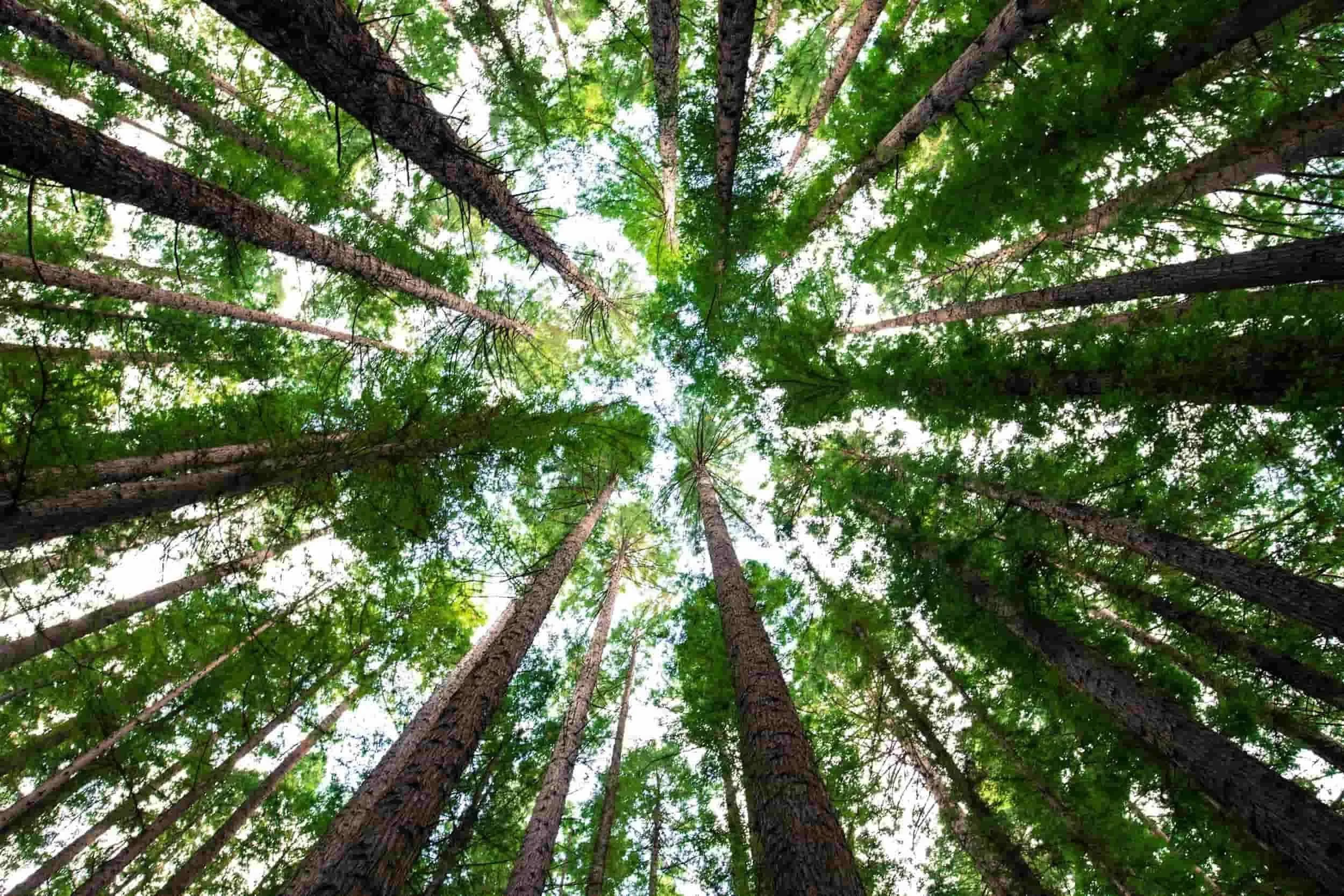 Looking up at the sky through a mature tree forest