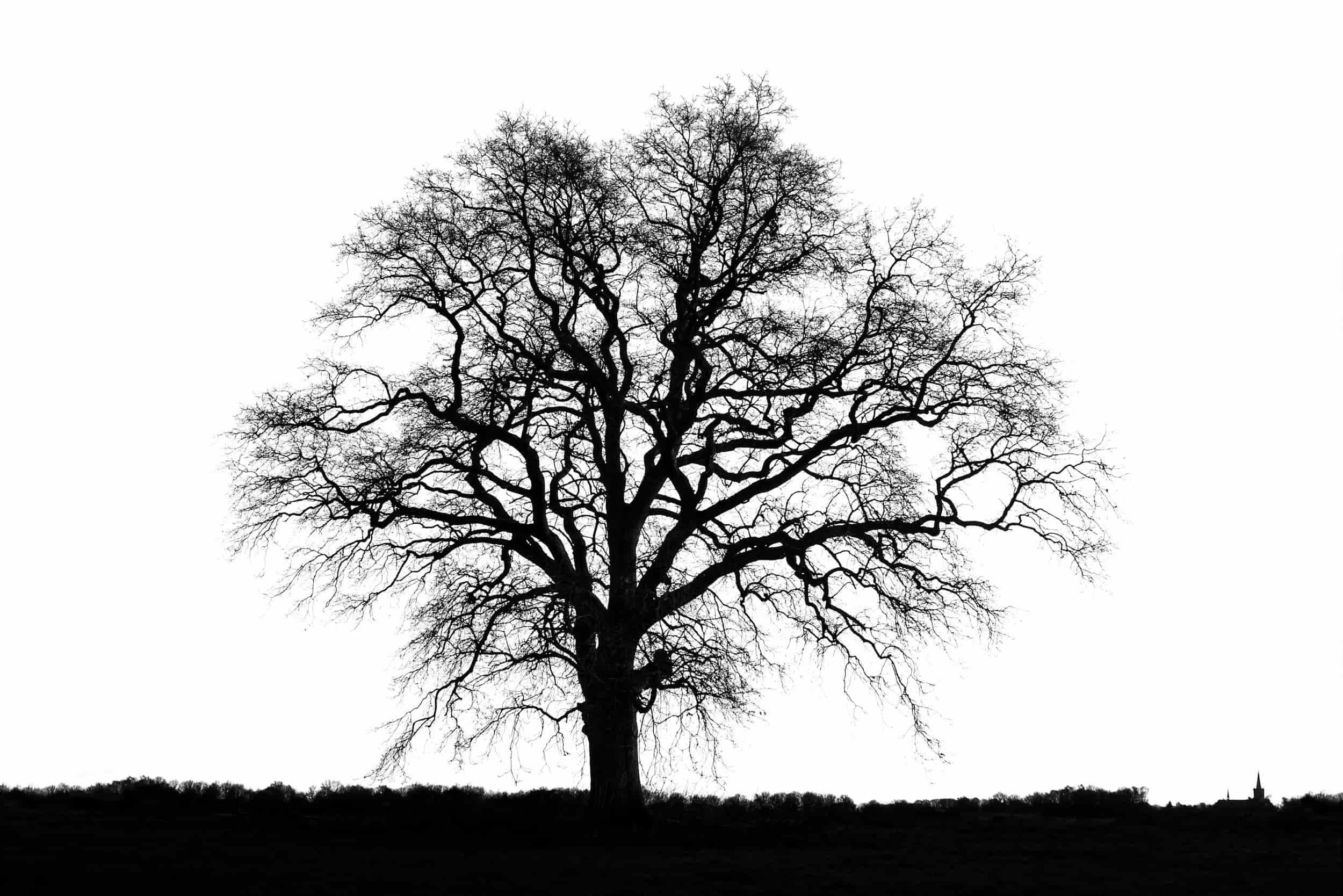Black and white photo of a large tree in the winter with no leaves