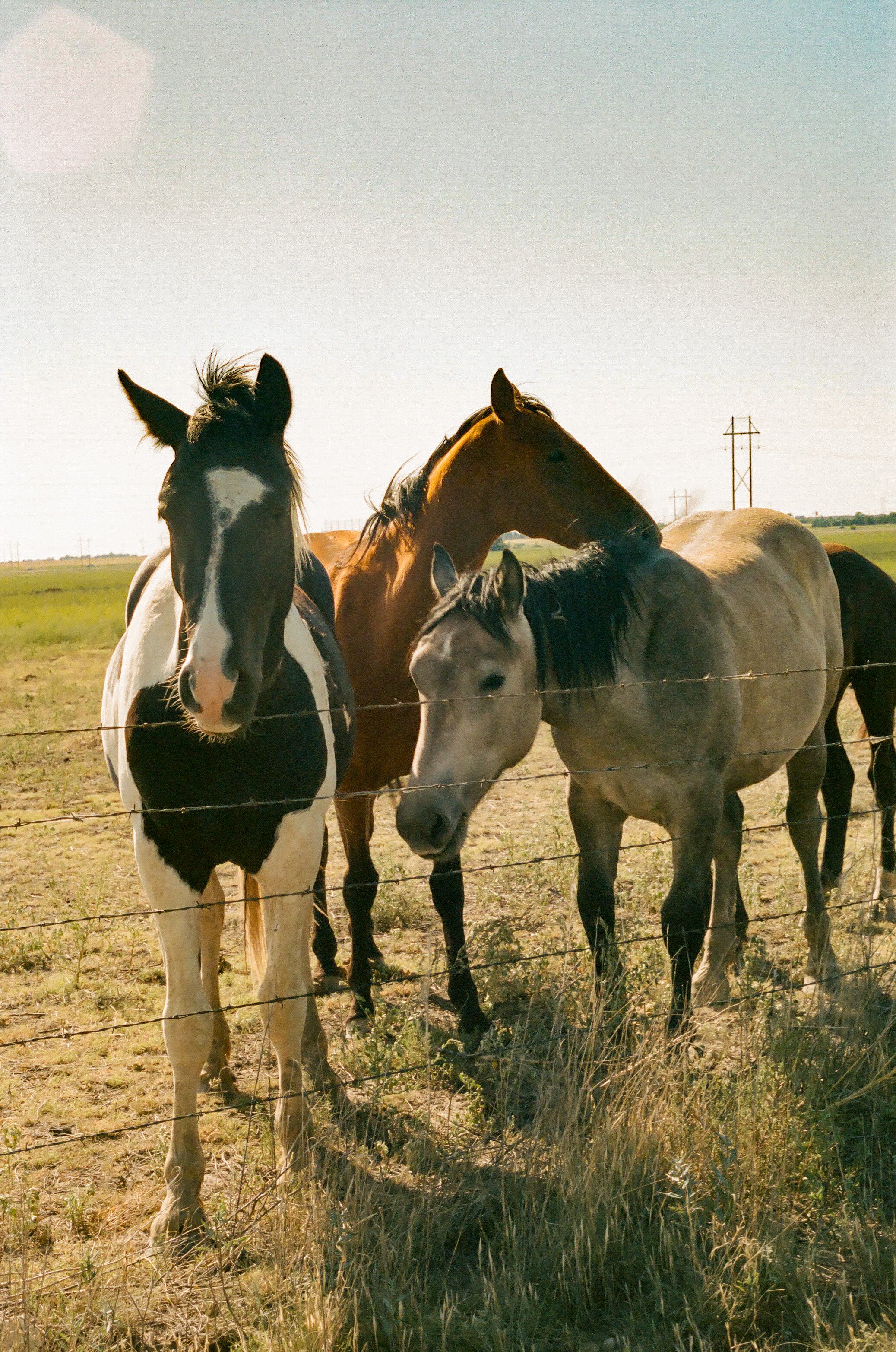 Texas - Canon T70 on Portra 400