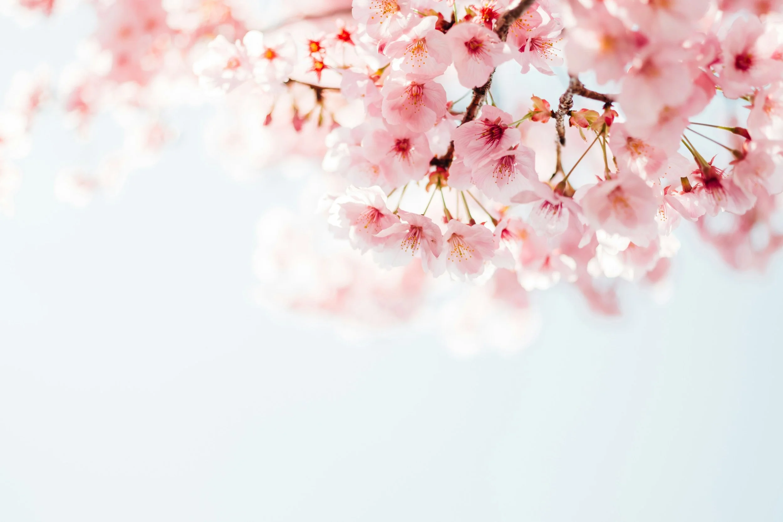 Shiseido Water in Lip Sakura: The Japanese Lip Balm Everyone's Obsessed With