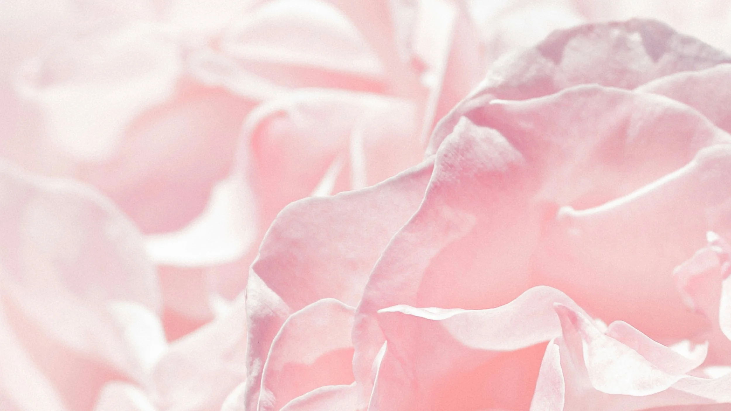 Chantecaille Pure Rosewater: The Best Rose Water Spray, Hands Down