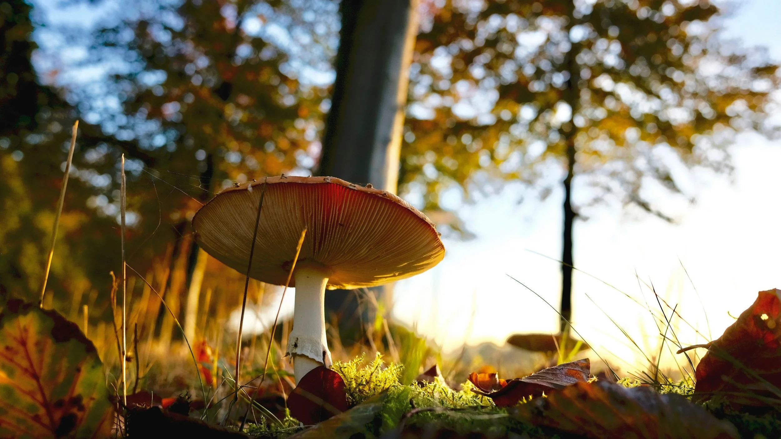 Business ecosystem represented by an outdoor ecosystem with a mushroom and sun