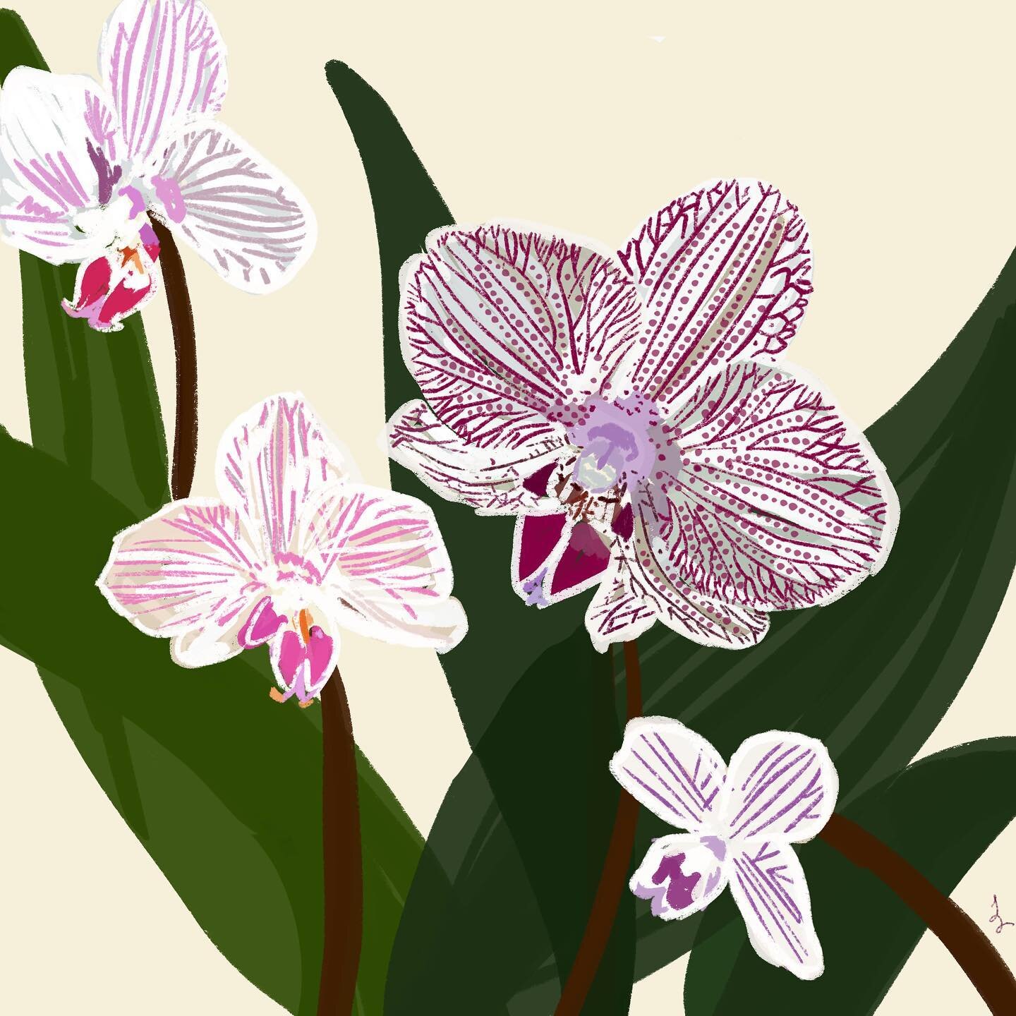 More orchids! I can&rsquo;t keep them alive but I love looking at them. #blackthumbclub 

74/100 #100DaysInMyStudioJG