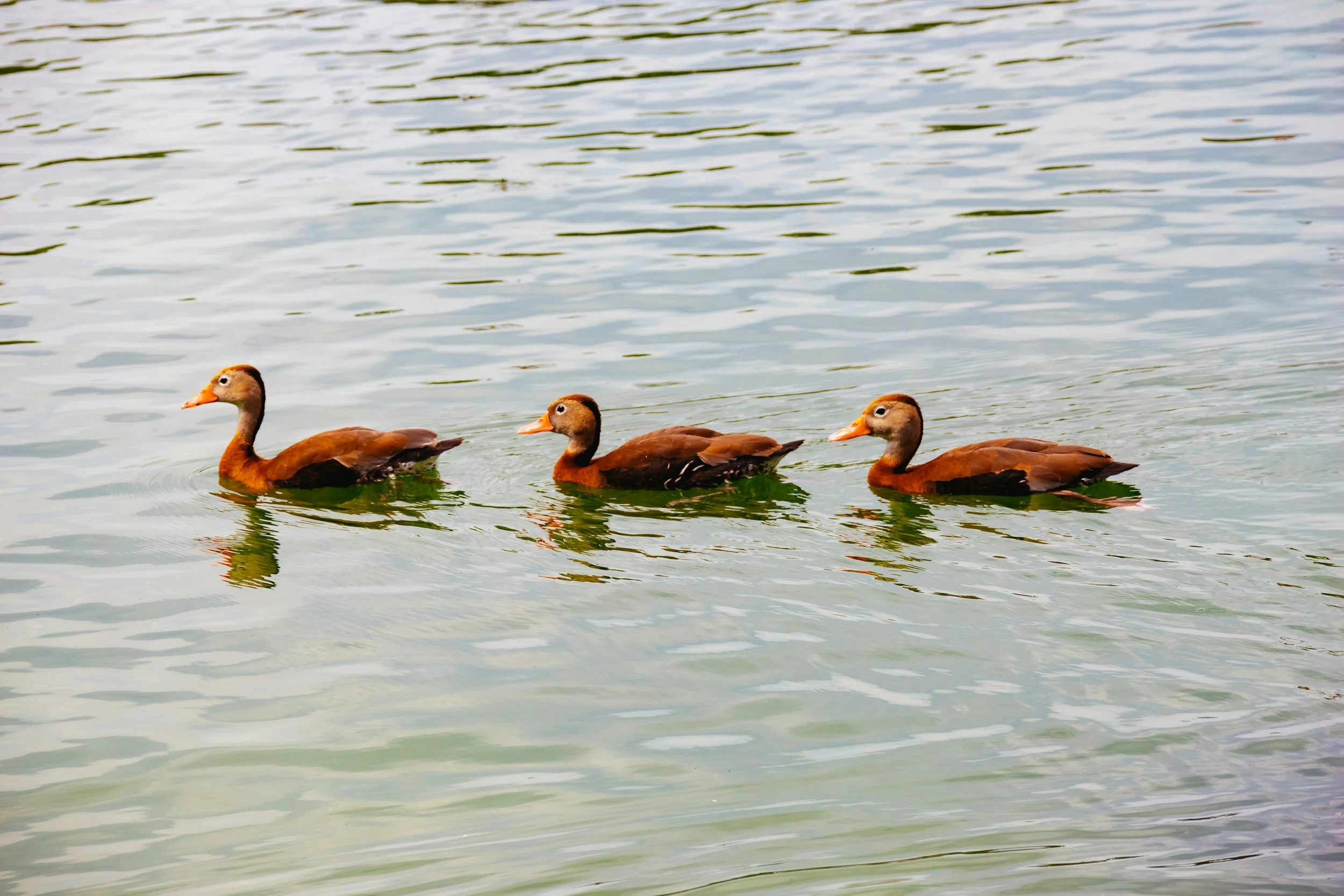Three ducks by Luisa Frassier, Unsplash