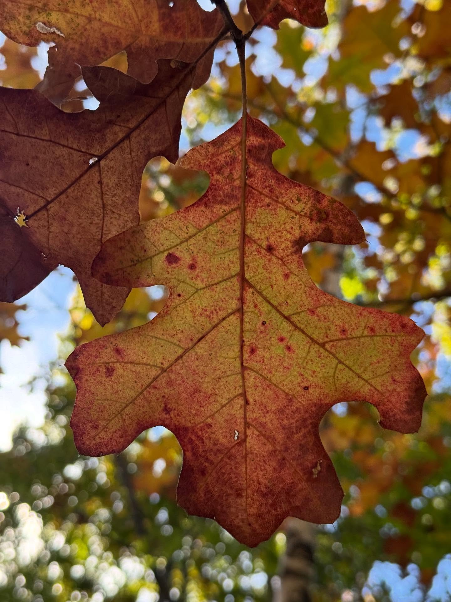 Moments that feel like the Hozier yell: