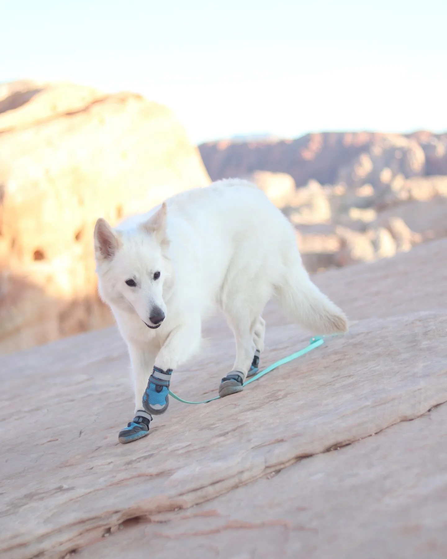 That&rsquo;s right, this girl here just passed CH and PD!!! Woohoo!!🎉 Her Dentition exam is scheduled for June! So many amazing things coming this year.
.
.
.
.
#topdogphoto #dogsofinstagram #dogoftheday #whiteswissshepherd #bergerblancsuisse #backc