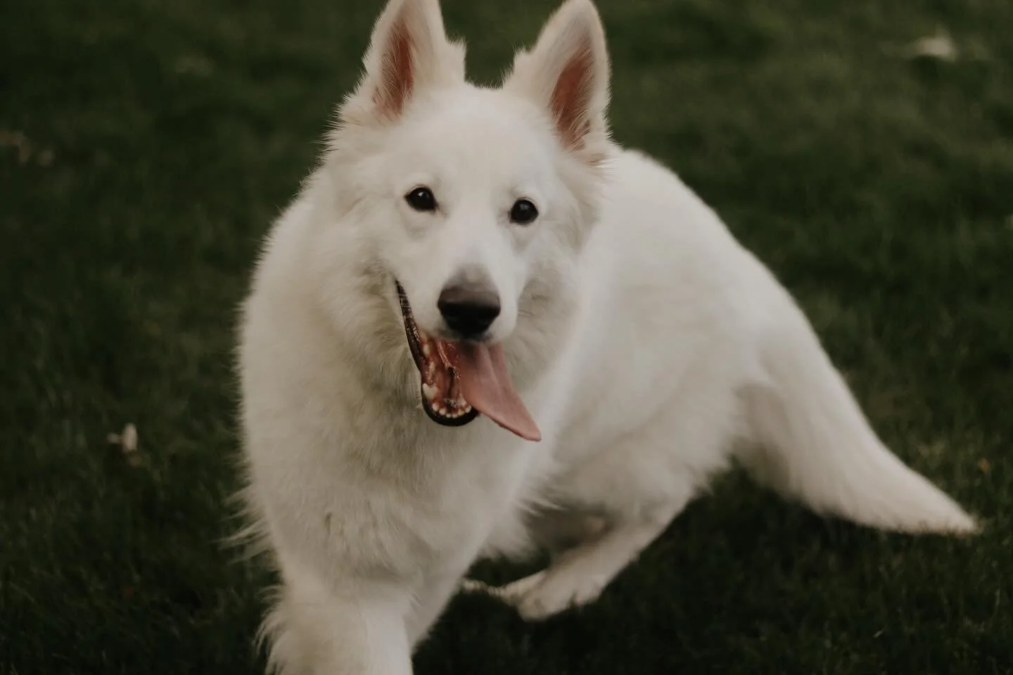This girl&rsquo;s tongue is always out😆
.
.
.
.
#topdogphoto #dogsofinstagram #dogoftheday #whiteswissshepherd #bergerblancsuisse #backcountrypaws #dailybarker #weeklyfluff #pawcelebrity #thestatelyhound #adventuredogsofficial #igwoofs #bestwoof #ru