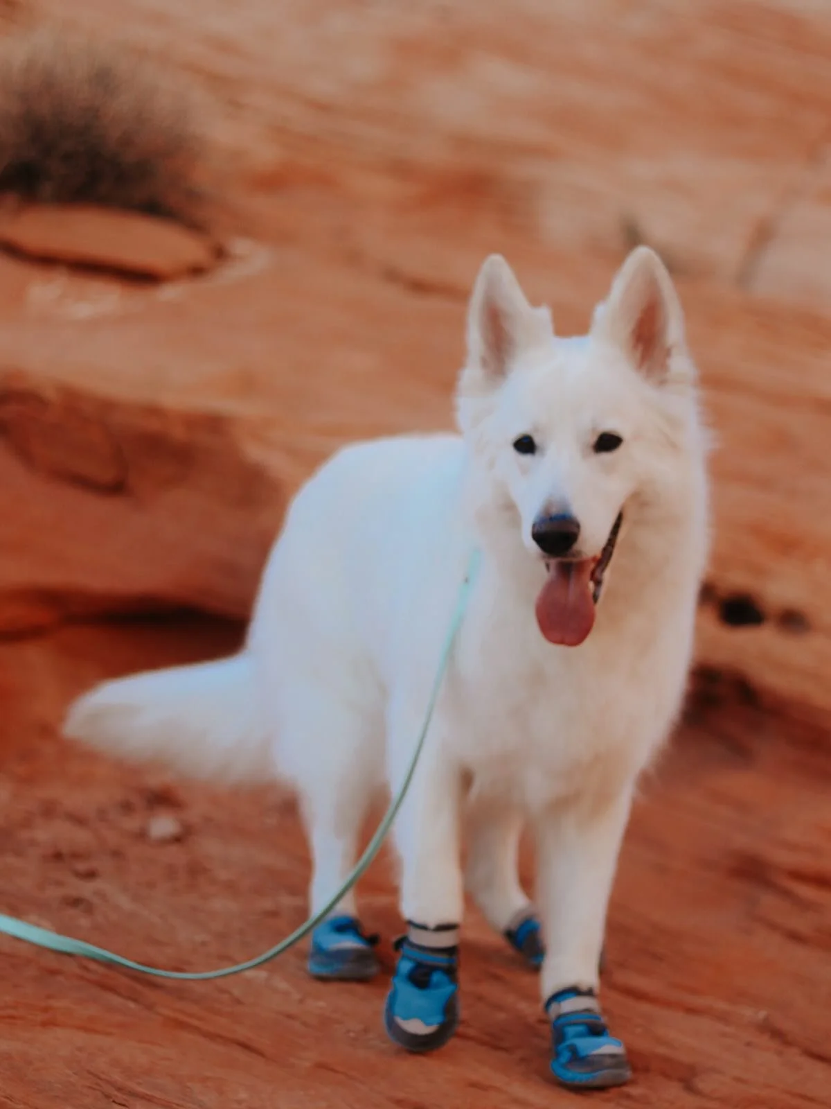 Miss Margaux is now OFA Advanced Cardiac cleared!! Woohoo!!🥳 

We have spent a considerable amount of time, effort, and money into health testing our foundation bitch, Margaux. We decided from the get-go that our standards will always go above and b