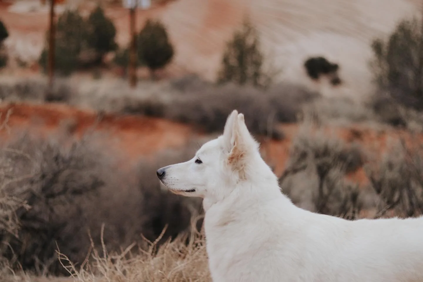 Margaux and I have been itching for a southern Utah adventure. What do you guys think? Kanab or Bryce Canyon?👀 

October has been an especially hard month for us as it was my dad&rsquo;s favorite holiday. I am so grateful for my friends and family w