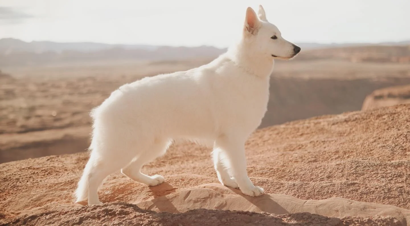 Life&rsquo;s better with a Margaux 🧡
.
.
.
.
#topdogphoto #dogsofinstagram #dogoftheday #whiteswissshepherd #bergerblancsuisse #backcountrypaws #dailybarker #weeklyfluff #pawcelebrity #thestatelyhound #adventuredogsofficial #igwoofs #bestwoof #ruffp
