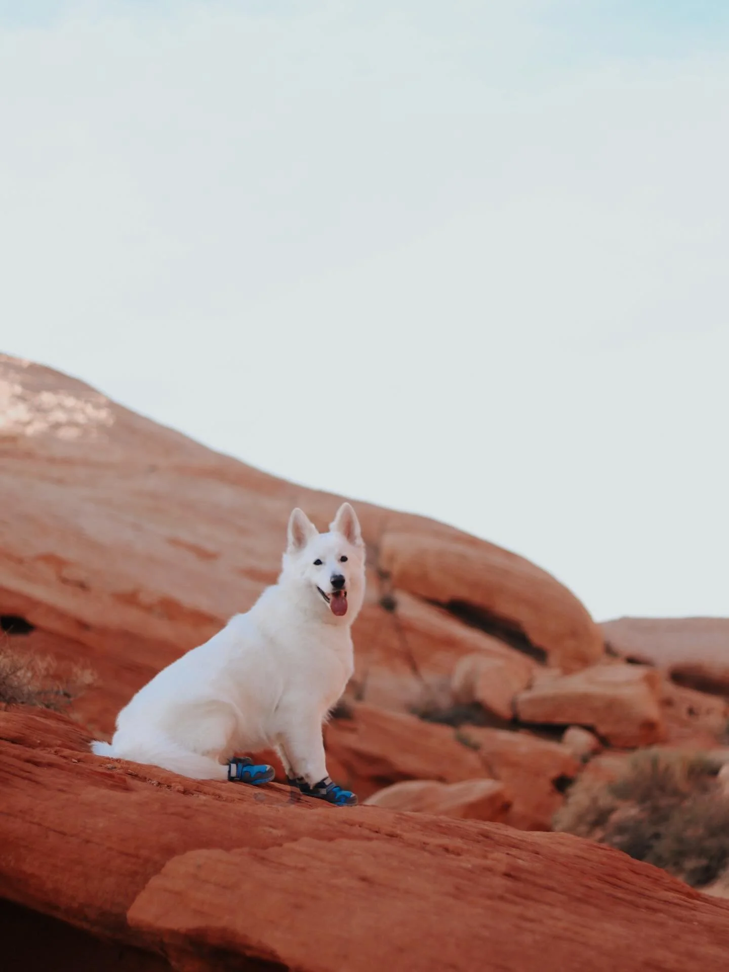 Reminiscing the red rocks. It is just breathtaking to see these colors in nature!
.
.
.
.
#topdogphoto #dogsofinstagram #dogoftheday #whiteswissshepherd #bergerblancsuisse #backcountrypaws #dailybarker #weeklyfluff #pawcelebrity #thestatelyhound #adv