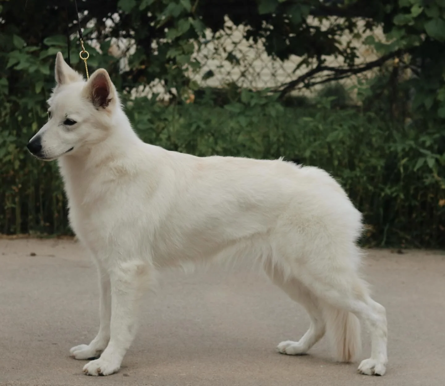 WOW is all I can say! This girl killed it at the show this weekend! Here is what she got:

Friday&mdash; BOS, BOB, Group 2 !!
Saturday&mdash; BOS X2, BOW, BOB, BOB against a Champion !!
Sunday&mdash;BOS X2, BOB

All in all, Margaux now has all three 