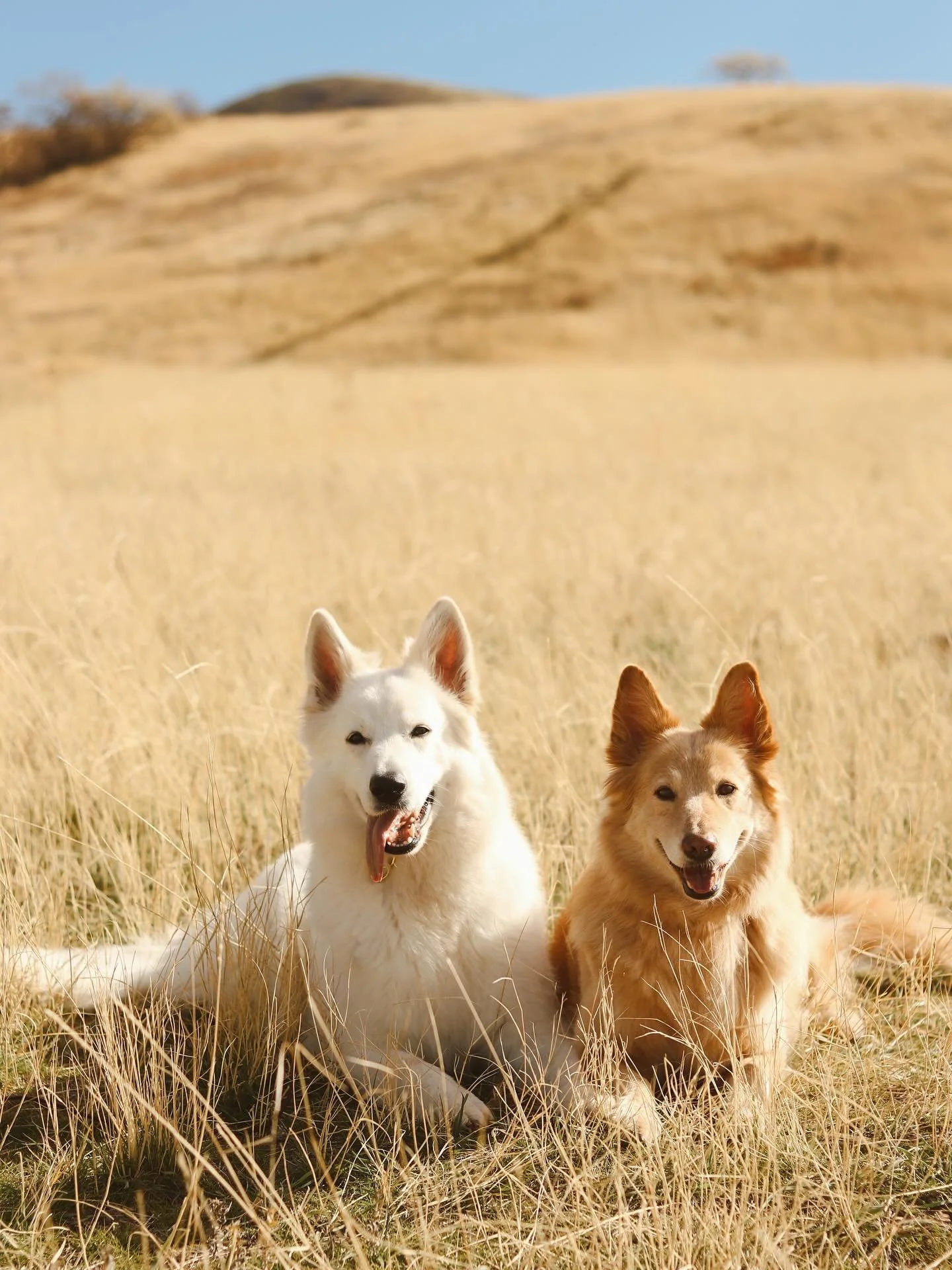 These girls are my entire world. June&rsquo;s age is starting to show but it sure doesn&rsquo;t stop her from doing back flips and running faster than Margaux to catch the ball😆 
.
.
.
.
#topdogphoto #dogsofinstagram #dogoftheday #whiteswissshepherd