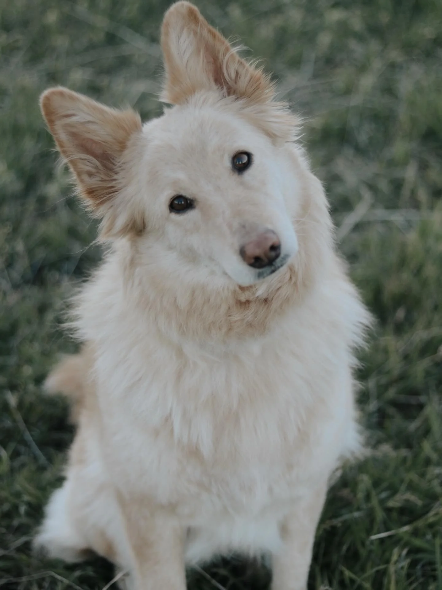 I meant to share this a while ago but we received Juniper&rsquo;s Embark results! We were definitely surprised to see Chow Chow in there😆 Looking back, the people who bred Juniper told me she was a White GSD/Australian Shepherd mix but looking at he
