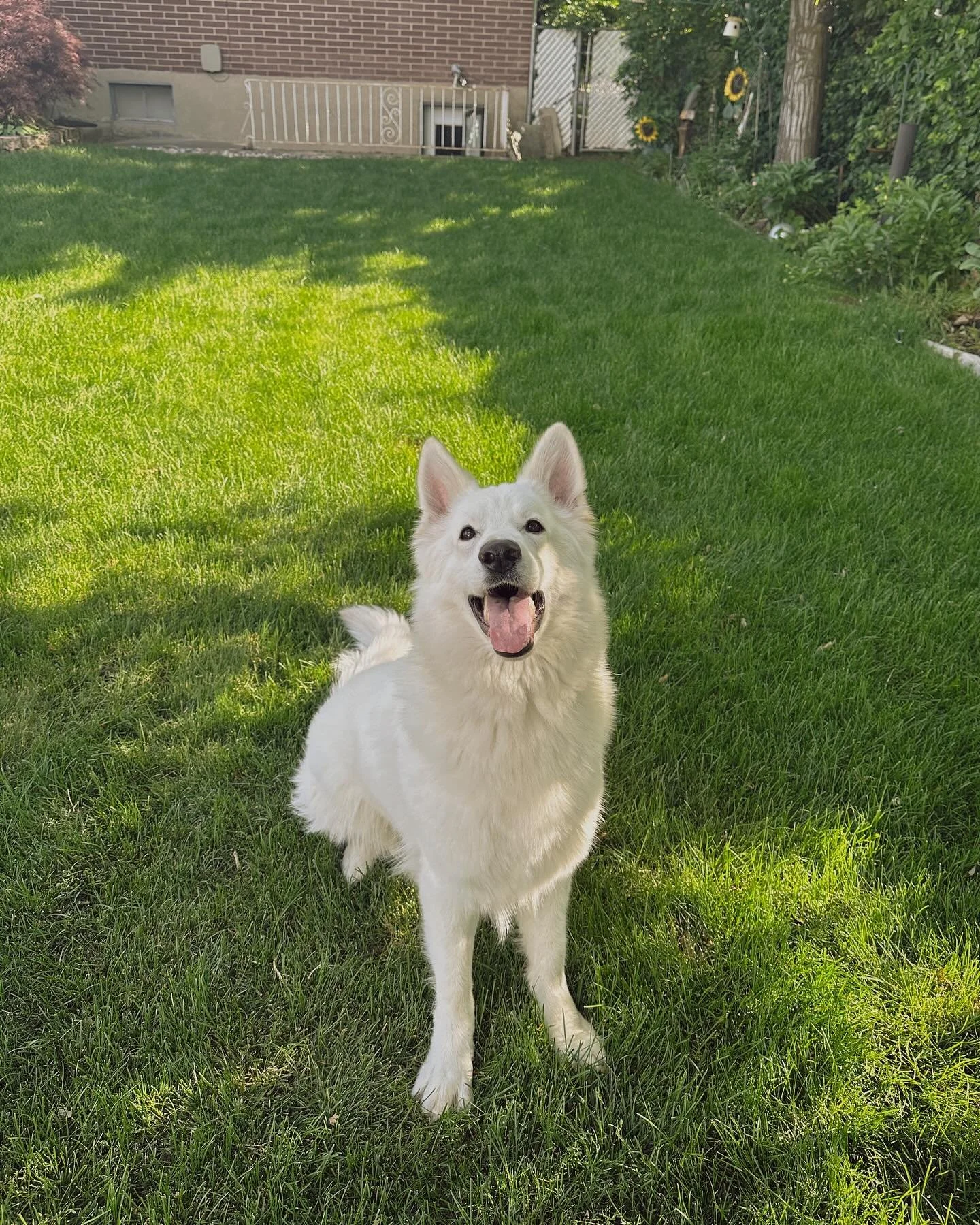 If you ever wanted to know what it&rsquo;s like to have a Margaux in your home&hellip;🤣😭
.
.
.
.
#topdogphoto #dogsofinstagram #dogoftheday #whiteswissshepherd #bergerblancsuisse #backcountrypaws #dailybarker #weeklyfluff #pawcelebrity #thestatelyh