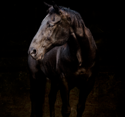 "Ninja" Original Photography Crushed Pigment Hand Made Frame 4'x 5' by Brandon Luther  - $7,990