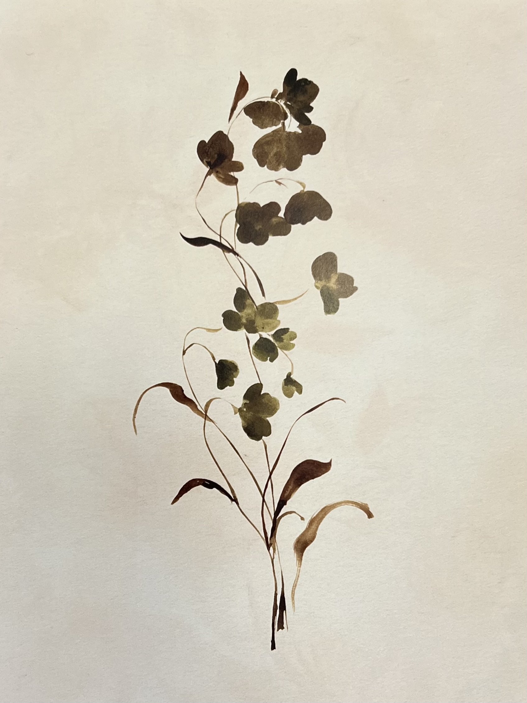 Unframed Botanical Print by Sydney Arnold  - $35