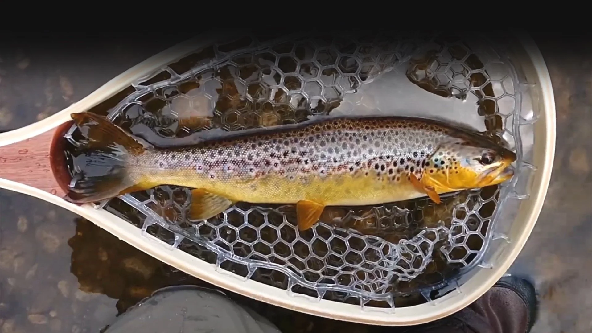 A freshly caught rainbow trout fish resting in a honeycomb-patterned fishing net over a wet surface.