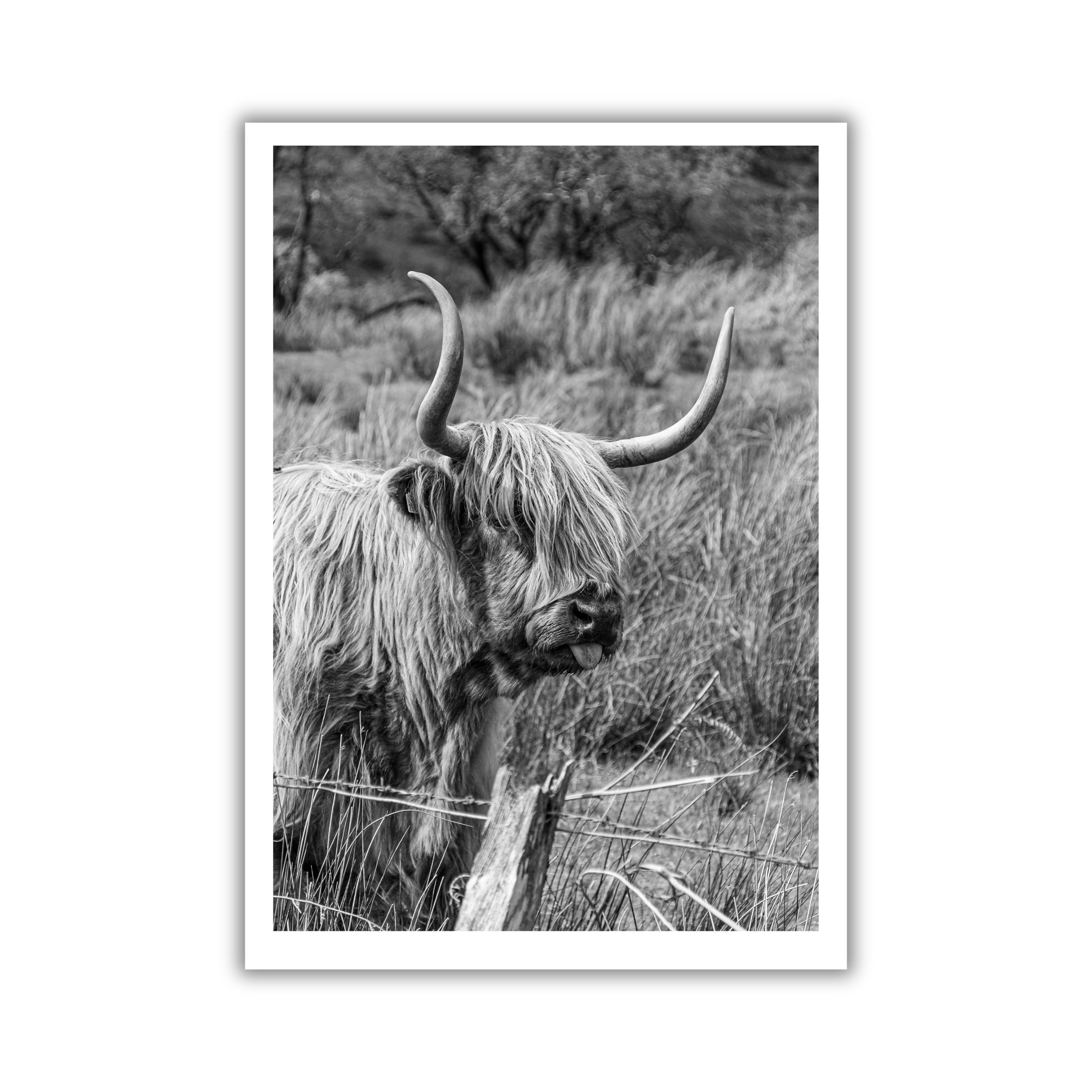 Highland Coo