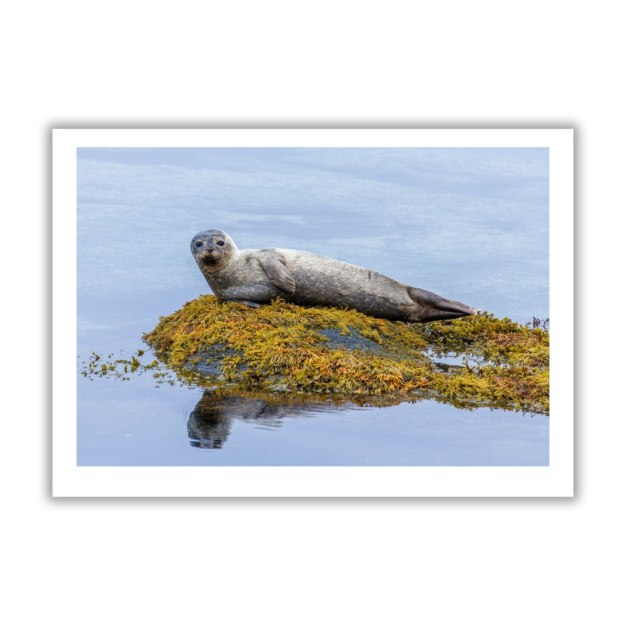 Common Seal