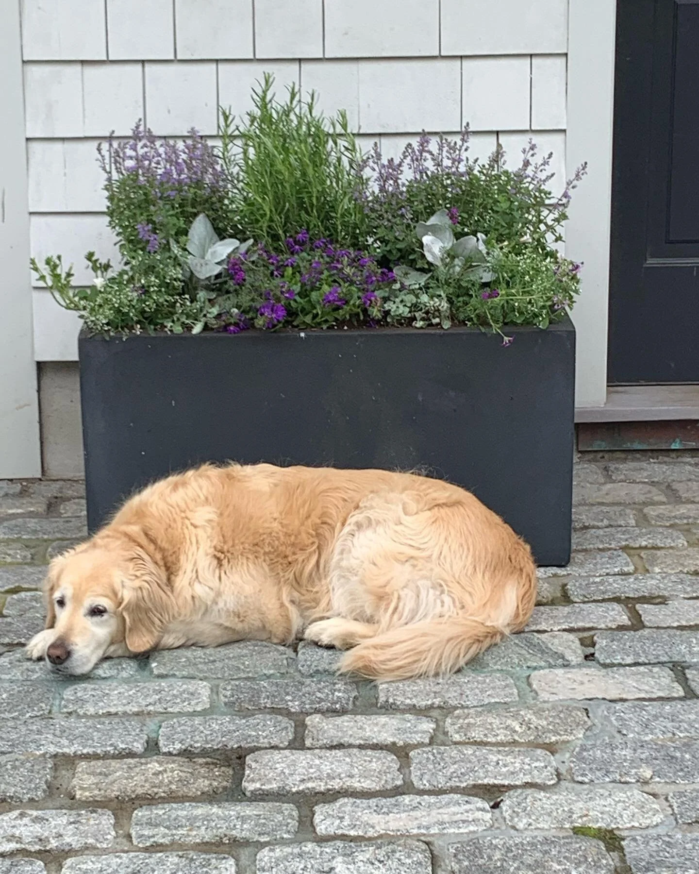 Someone is enjoying a relaxing snooze next to their Spring container 😊