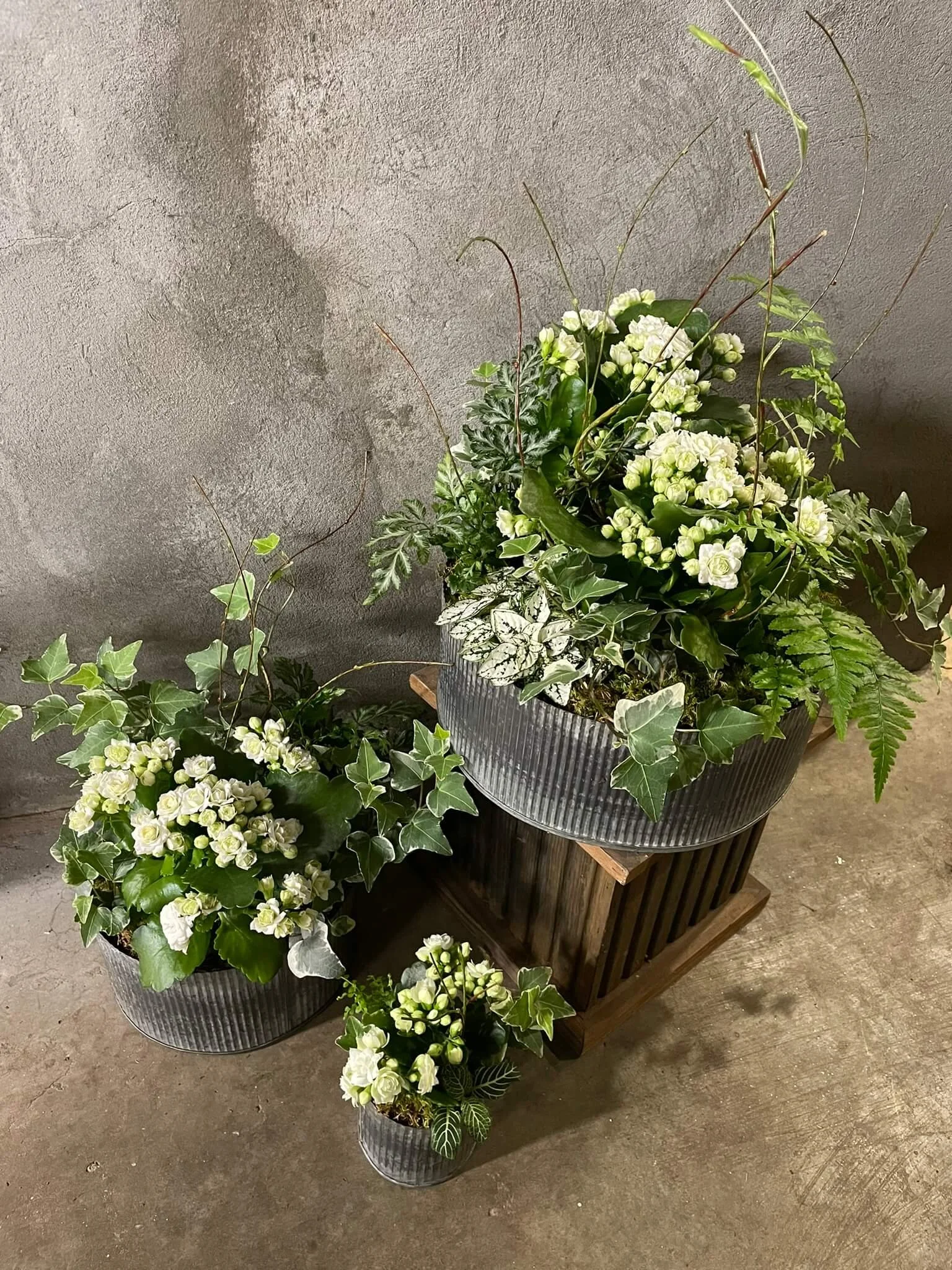 Interior Planted Design