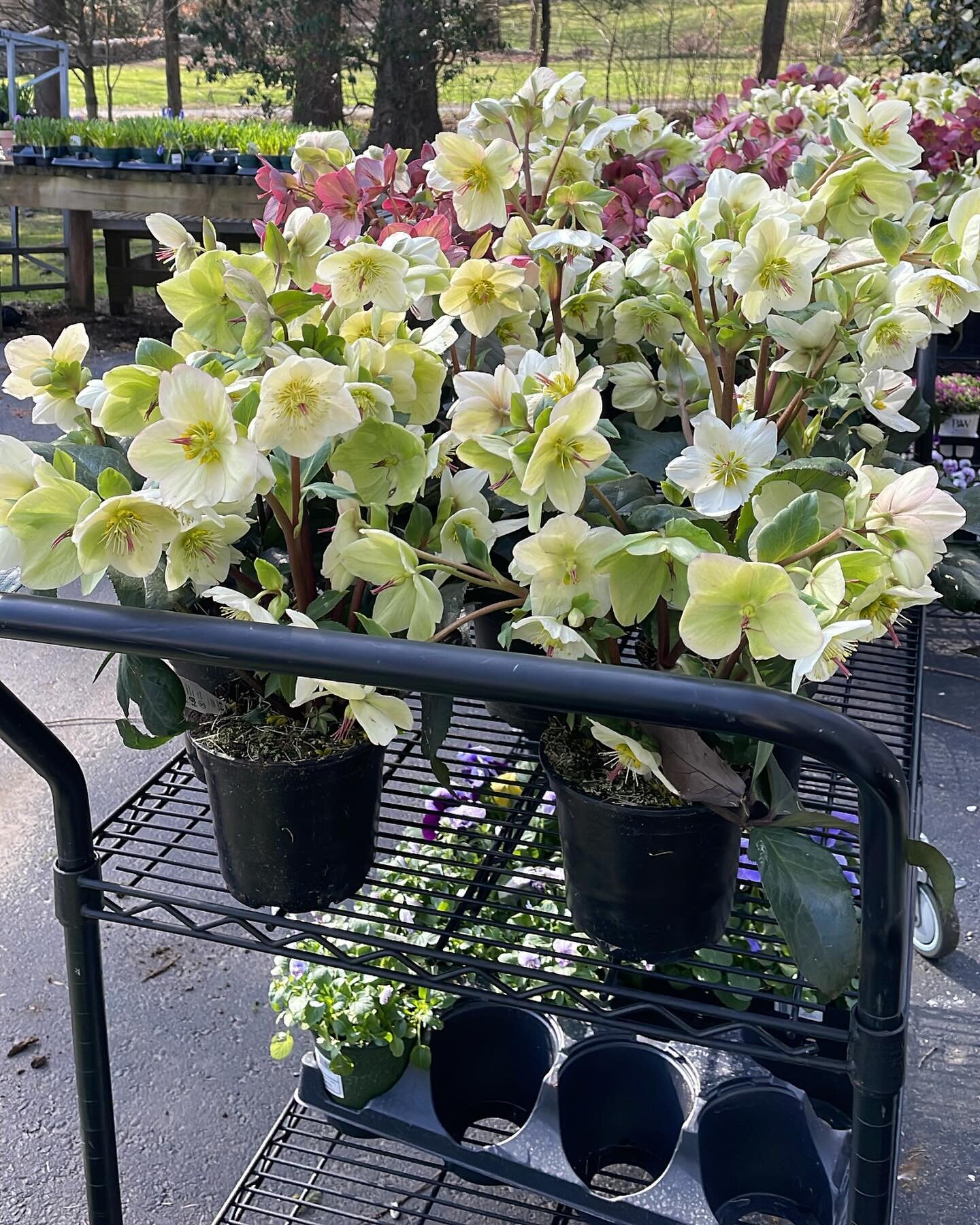Our studio is stocking up on all the Springtime  essentials for container installations!! 

If your outdoor containers need a refresh from the winter, give us a call or visit our website to submit an inquiry form. 
 

#springcontainers #containerdesi