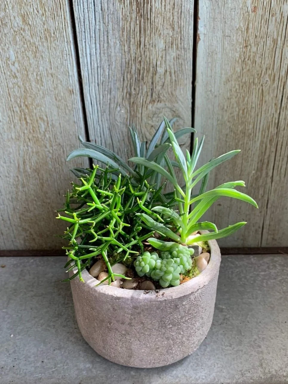 Succulent