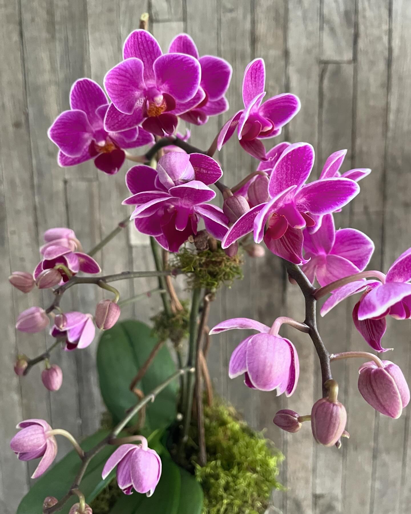 Orchids for the mamas!

We are stocking up on gorgeous varieties for Mother&rsquo;s Day. Various colors, containers, and sizes available.

Call or order online to secure yours today. 

🌸🌸🌸 

#orchid #mothersdaygift #gardendesign #phalaenopsis