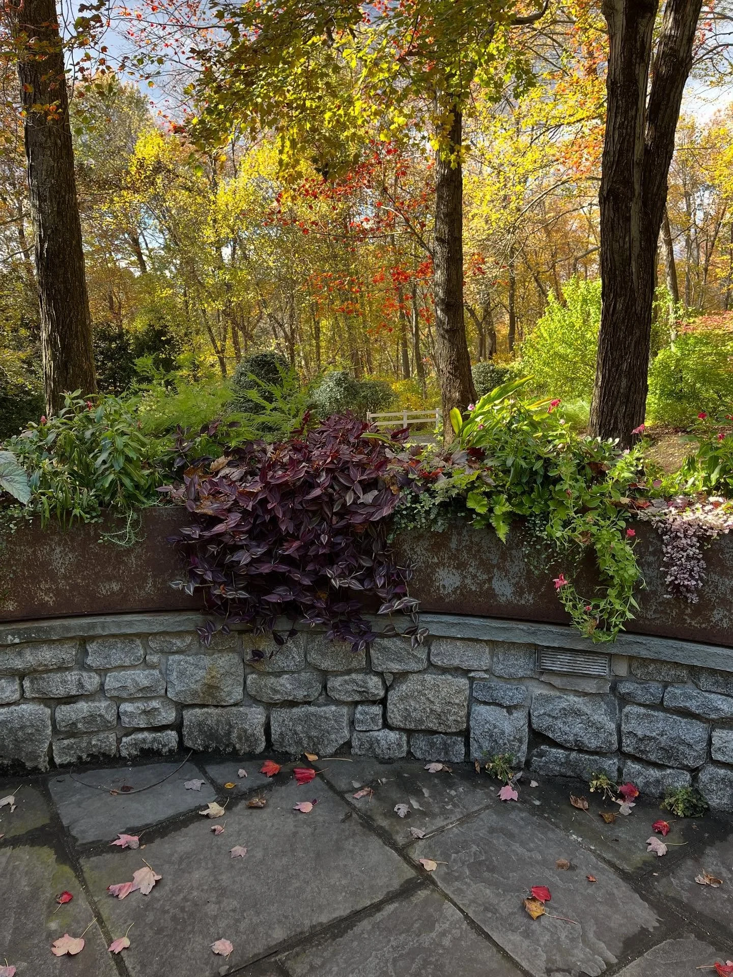 Wrapping up Fall container season this week and here was a client&rsquo;s container wall still thriving with late summer materials. 

#newenglandfall #plantdesign #fallplanting #design