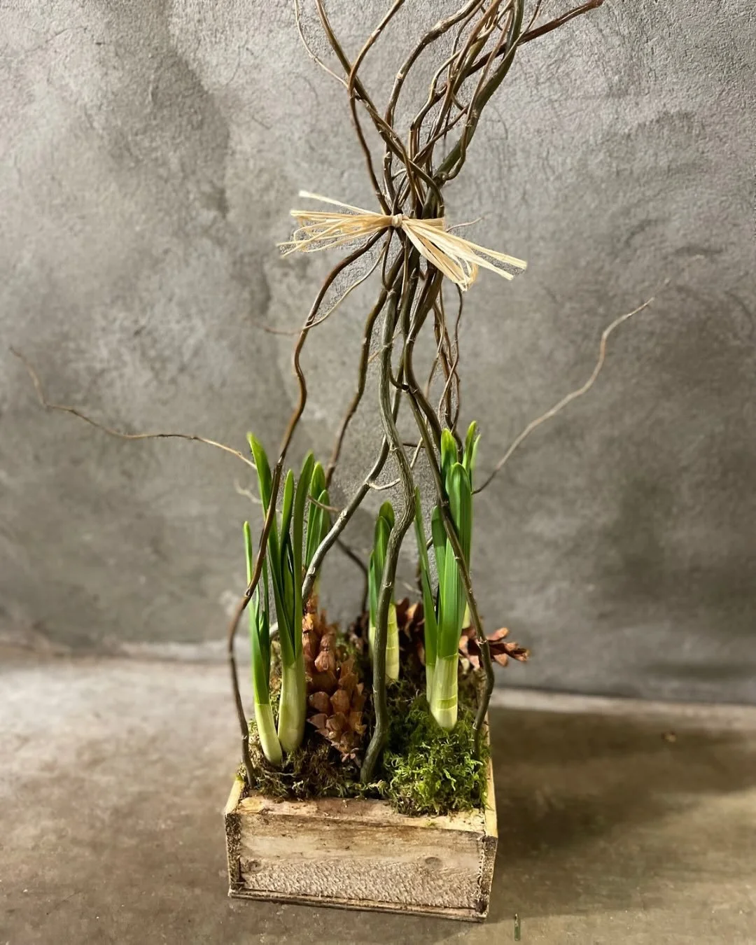 Paperwhites have arrived for the season 🕊️

Offering simple or custom embellished designs for that extra special seasonal gift.

Get &lsquo;em while they&rsquo;ll last!