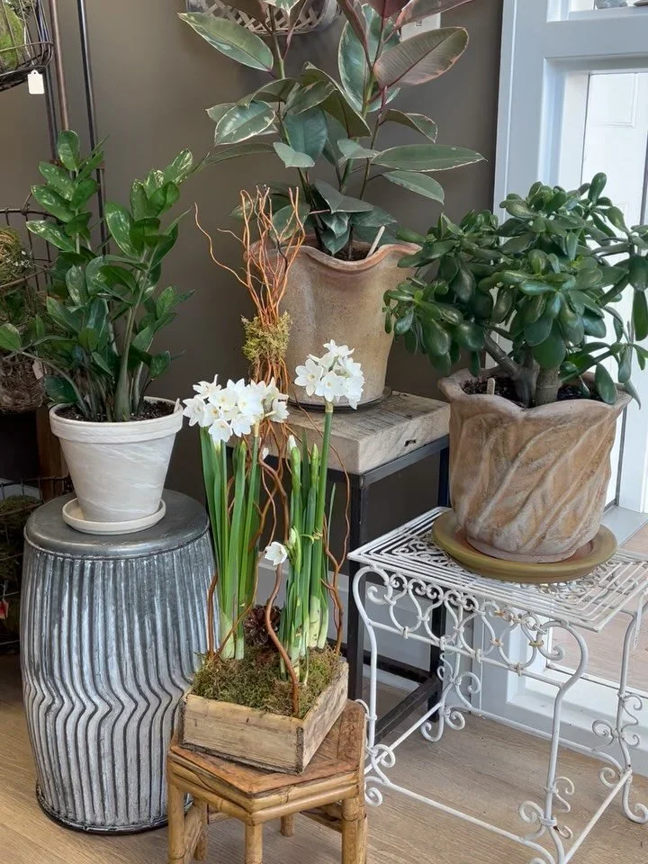 Friday refresh at the shop 🌿

Winter Shop Hours 
10am-4pm
Monday-Saturday

#ctflorist #smallbusiness #gardenshop #florist