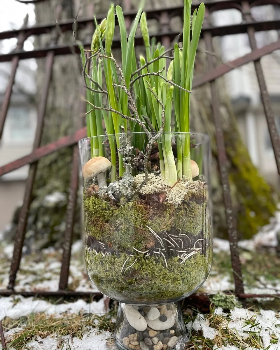 A moment for this terrarium 🌿

A simple collection of paperwhite bulbs, dressed with moss, bare winter branches, mushrooms, on a bed of mixed river stones. These paperwhites at peak bloom are going to have the most incredible scent to fill your home