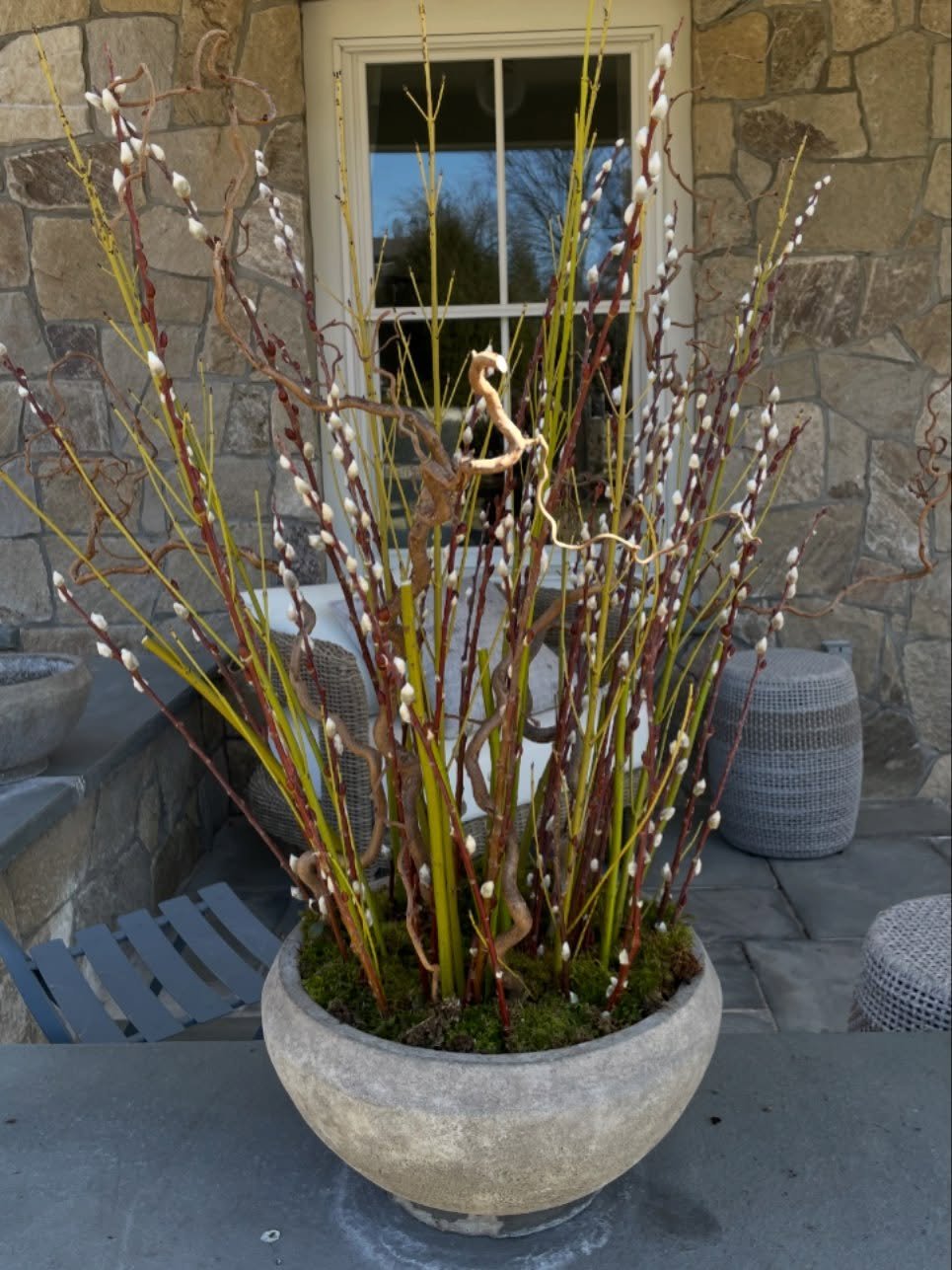 Winter offers limited materials, but we find the beauty in the ones that it does. 

A simple and beautiful combination of yellow twig dogwood, pussy willow, and Harry Lauder&rsquo;s walking-stick.

Our early Spring container installations, with mater