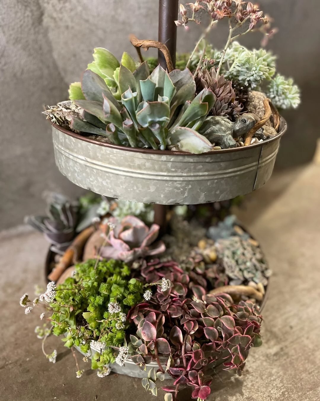 Stunning custom design in a client&rsquo;s vintage tiered tray🌿 It lives happily on their kitchen island

Did you spot the tiny turtle? Sourced from our favorite @campodefioriusa mini bronze critters collection

#succulentgarden #minigarden #gardend