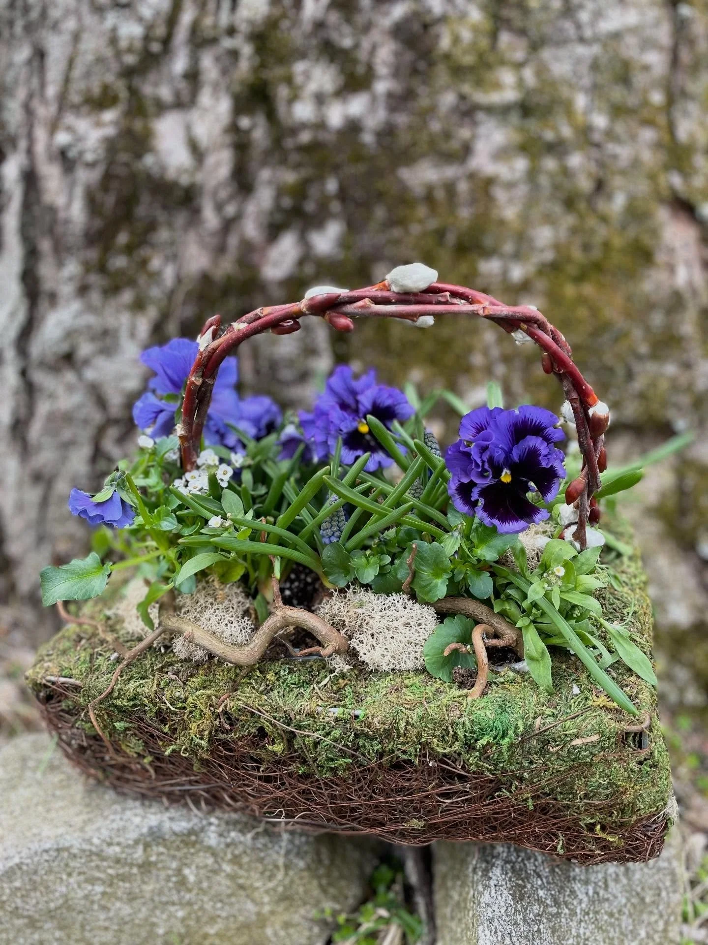 It doesn&rsquo;t get sweeter than a basket of pansies!

These were tucked in with reindeer moss along side mini muscari bulbs and alyssum flower.

#springhassprung #pansies #springdesign #garden