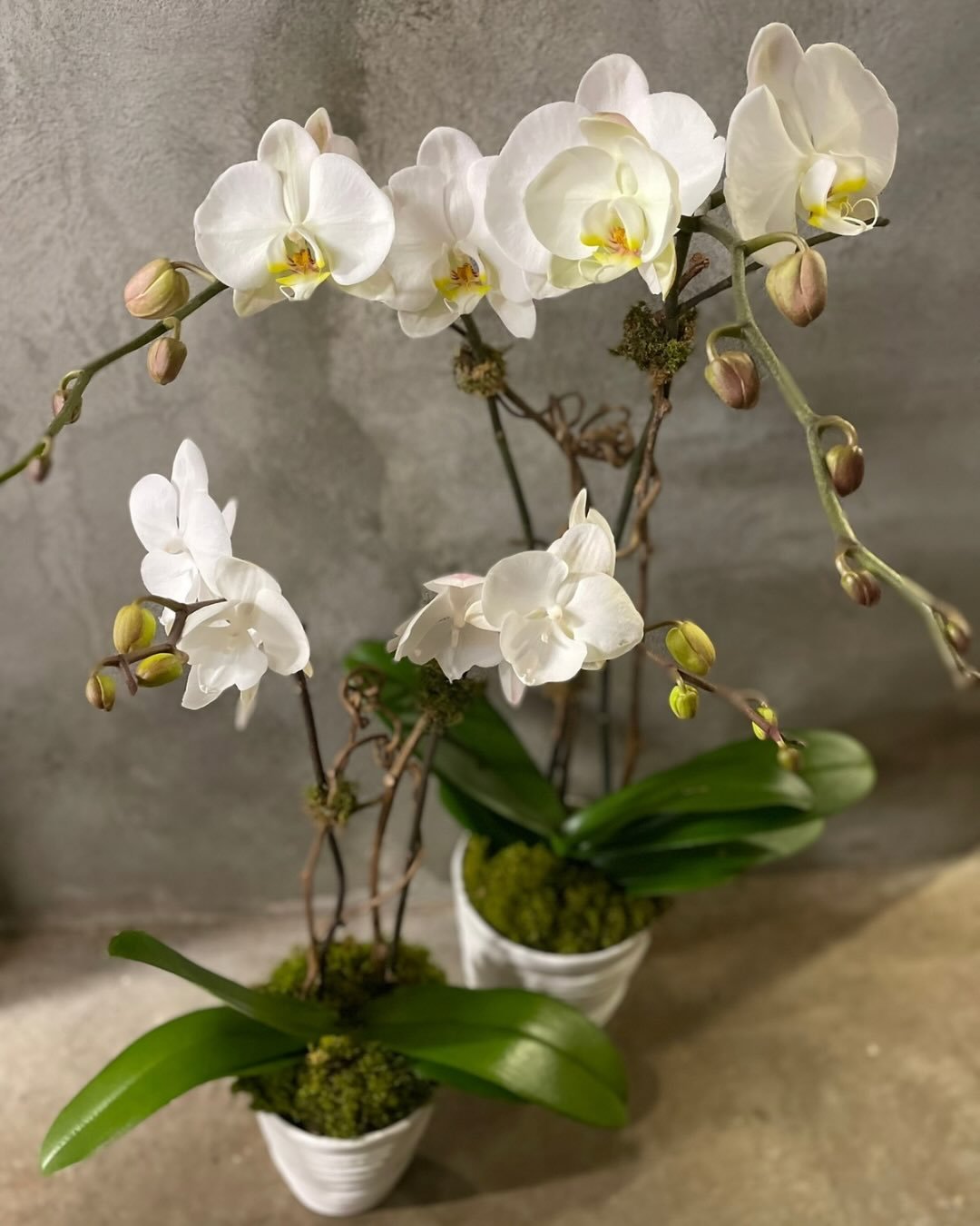 Fresh and simple phalaenopsis orchid designs 🌿

#orchids #orchidcare #orchidlover #orchid