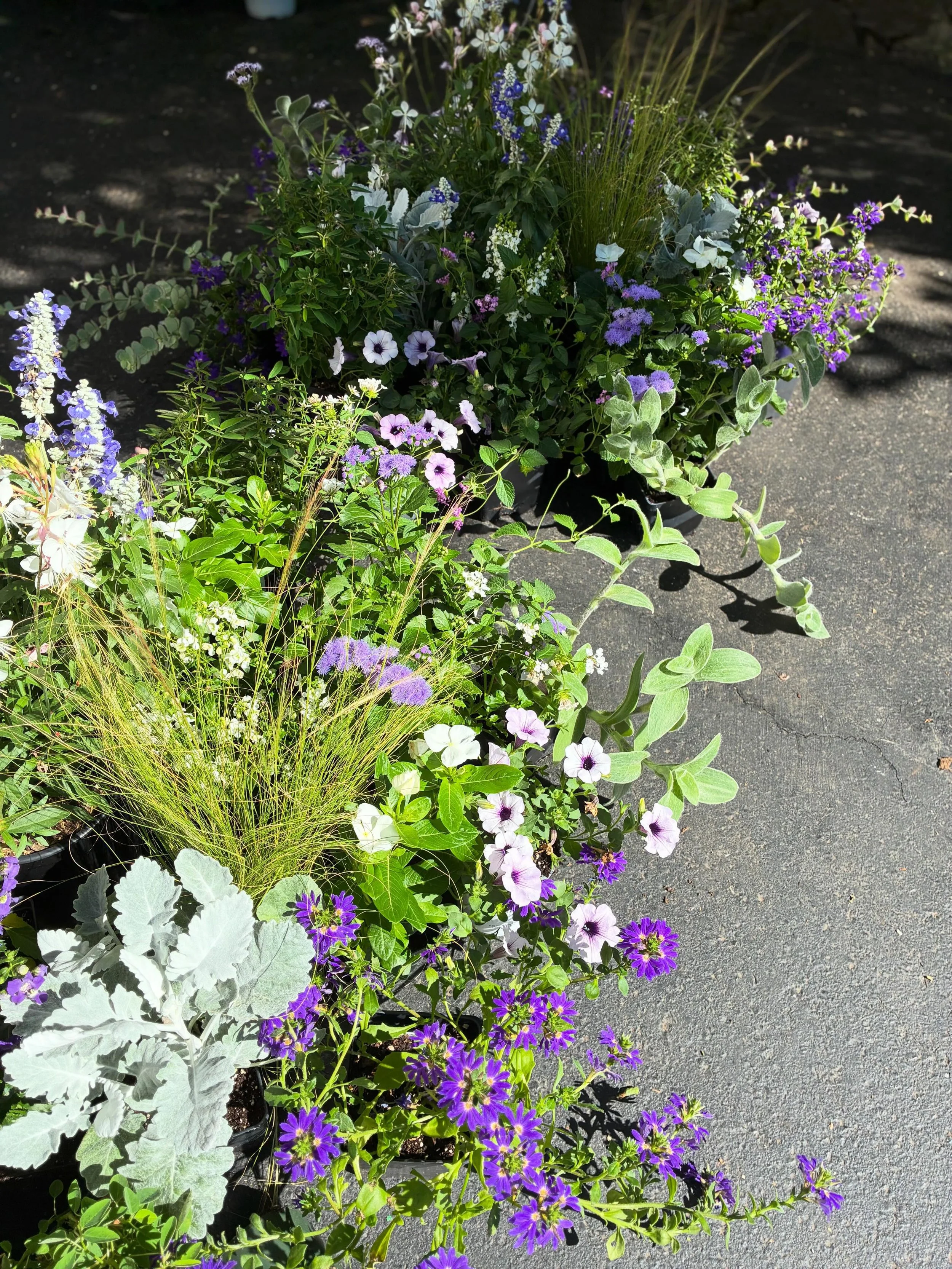 Summertime container staging ✨
 
#containergardening #gardendesign #summergarden #ctgardening
