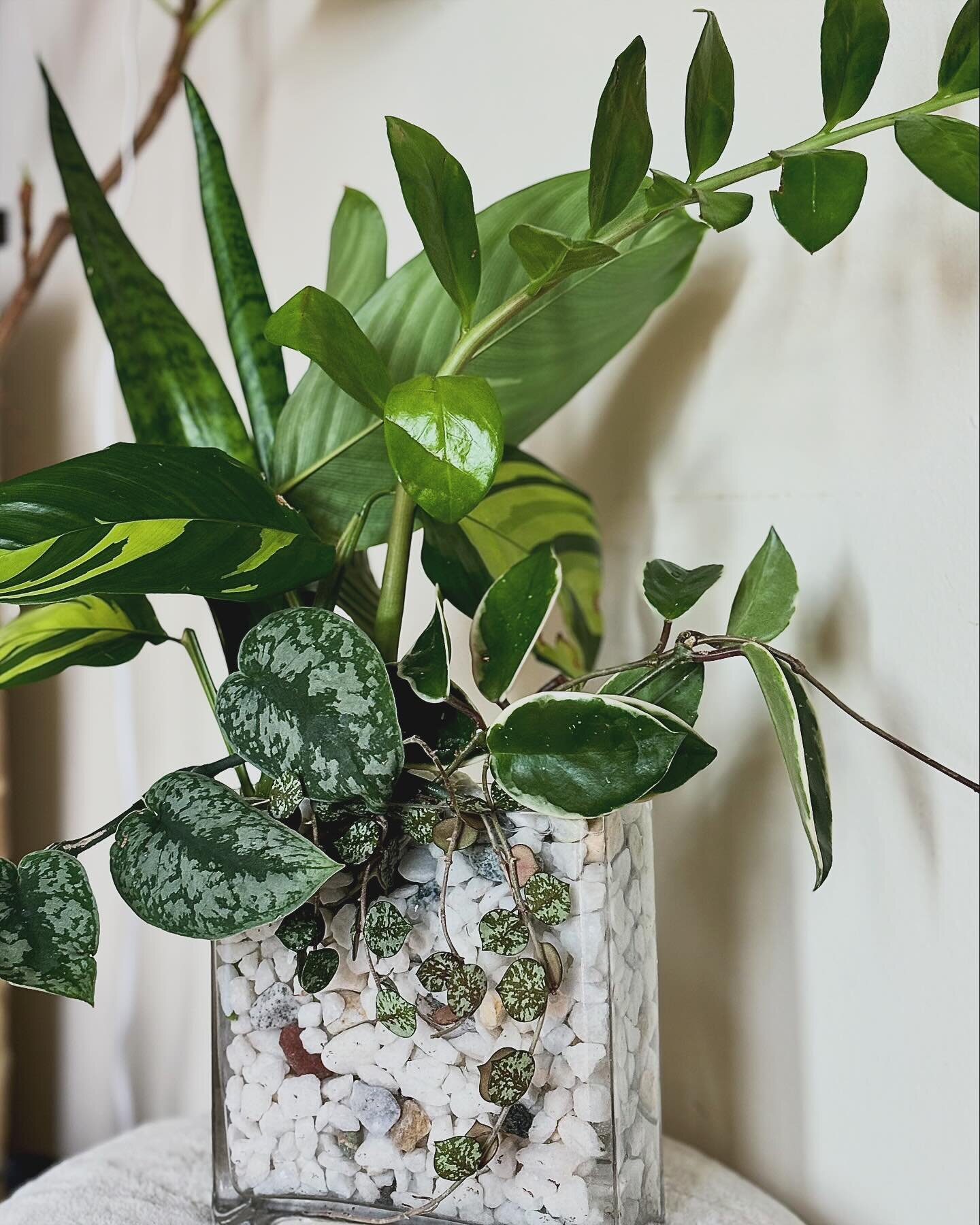 We love a houseplant arrangement moment 😍
Especially this easy to care for propagation version!

@misscleannj gifted this specific arrangement to @megthings_ for her to enjoy💚

At Botanically Blurred we love creating unique houseplant arrangements 